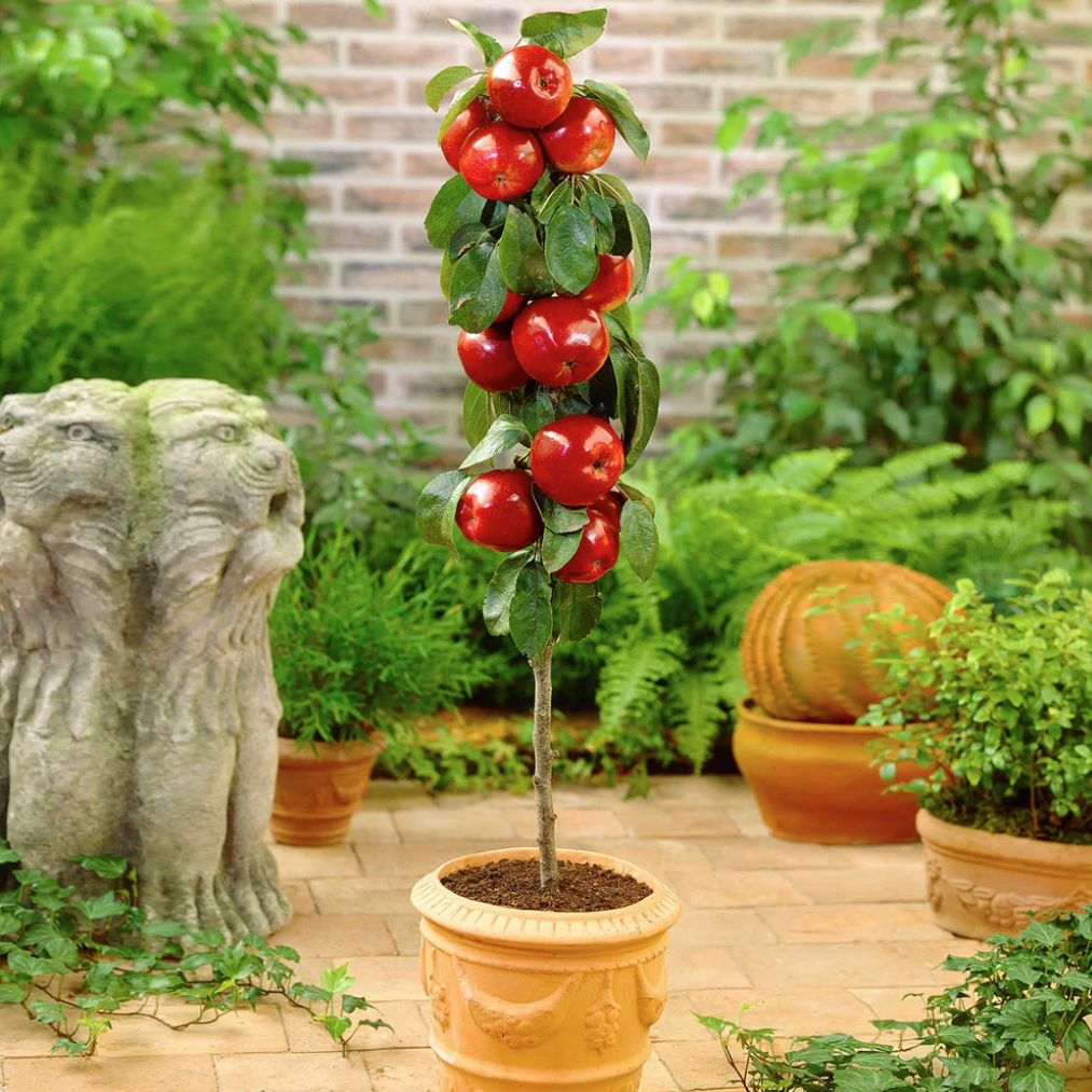 North Pole Apple columnar fruit tree growing in plant pot on a patio