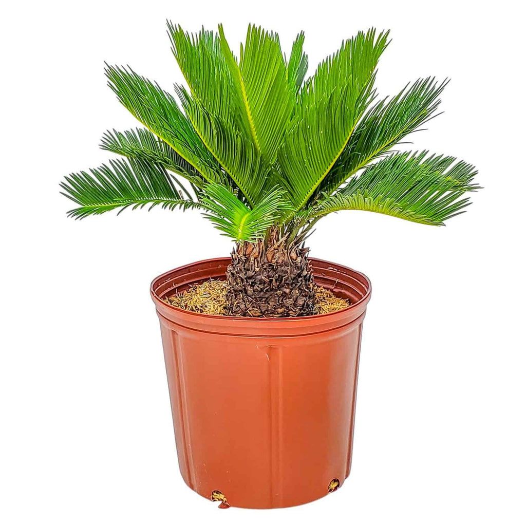 Sago Palm