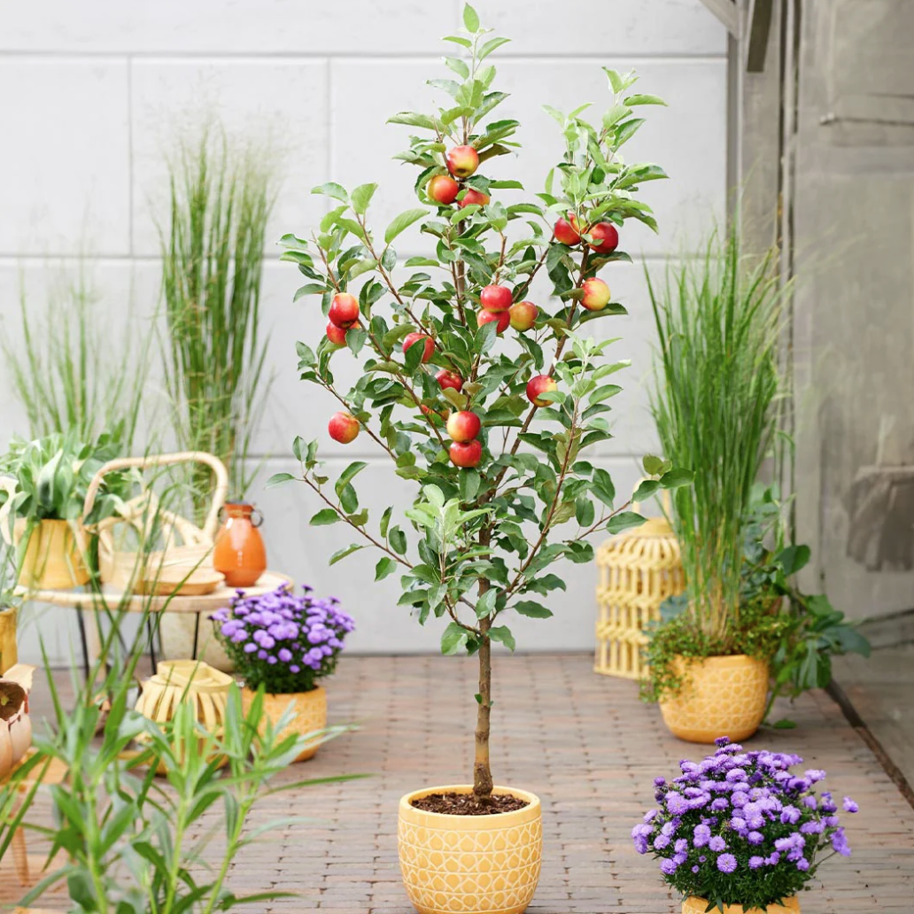 Scarlet Sentinel Apple columnar tree growing oon a patio