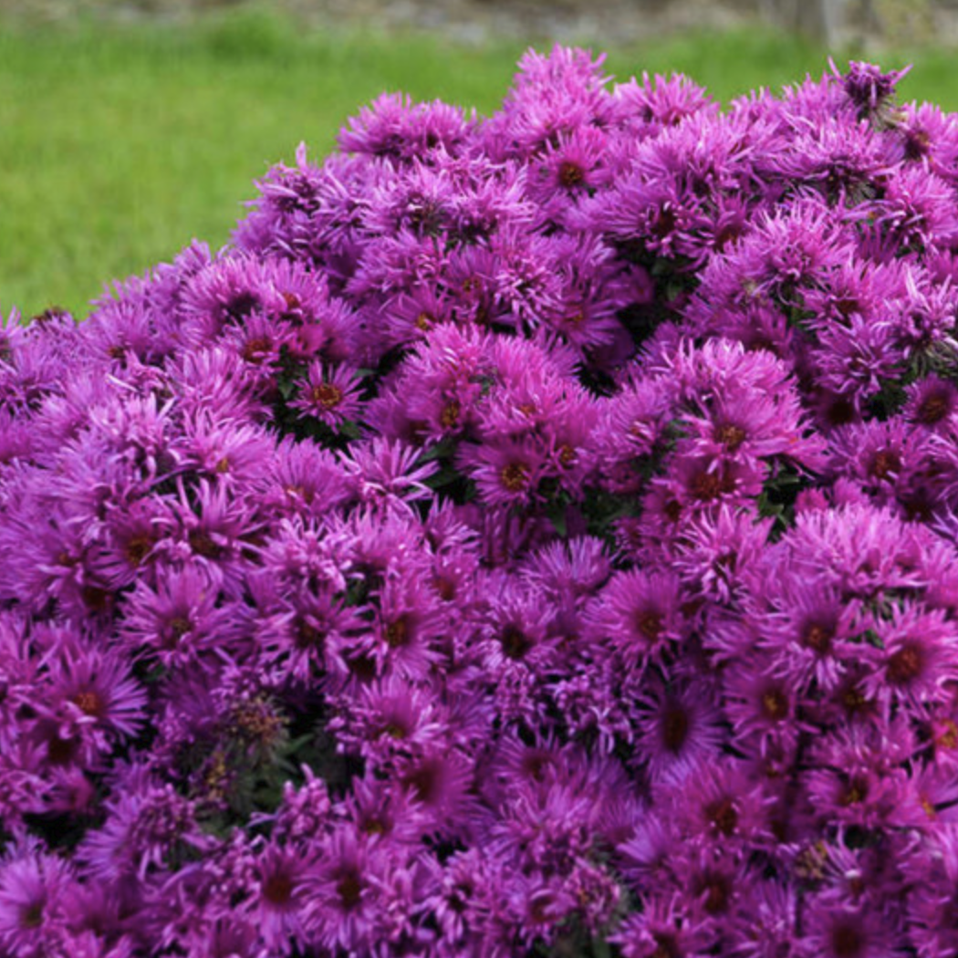 close up of pink crush New england Asters