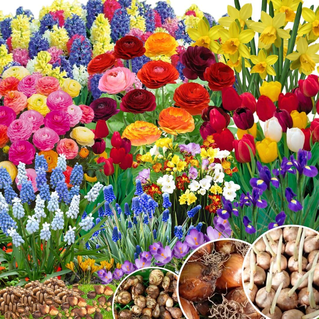 50 Mix Flowers Bulbs for Fall Planting, Perennial Flower Bulbs, Early Spring Flower to Plant Outside, 50 Days of Blooms, Colorful Blooms Groundcover Bulbs, Top Size, 5 Random Varieties