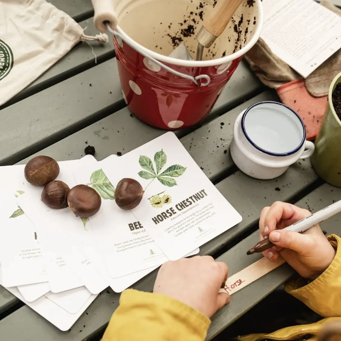 The Grow Your Own British Tree Kit