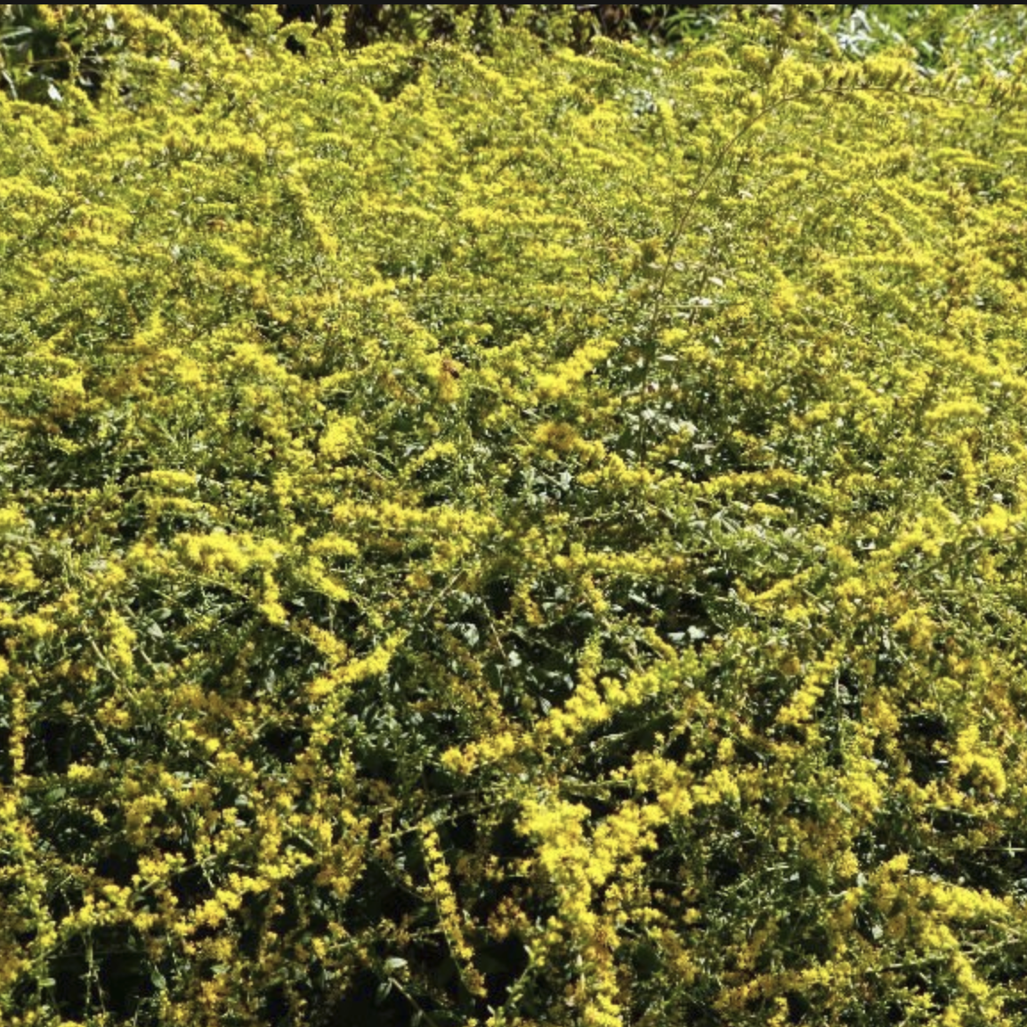 close up of Goldenrod Fireworks (Solidago) plant