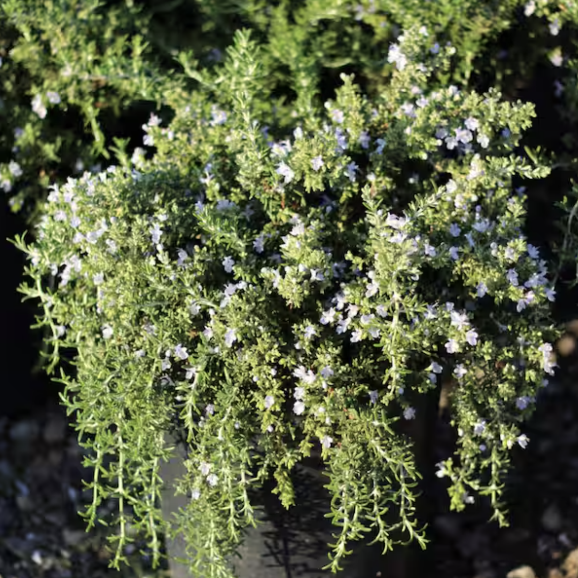 Creeping rosemary