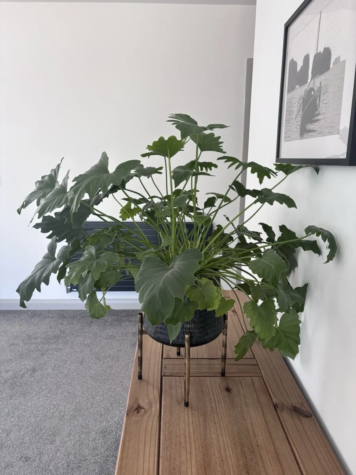 Ebay, Large Healthy Mature Philodendron Selloum (Hope) with Stylish Footed Planter UK