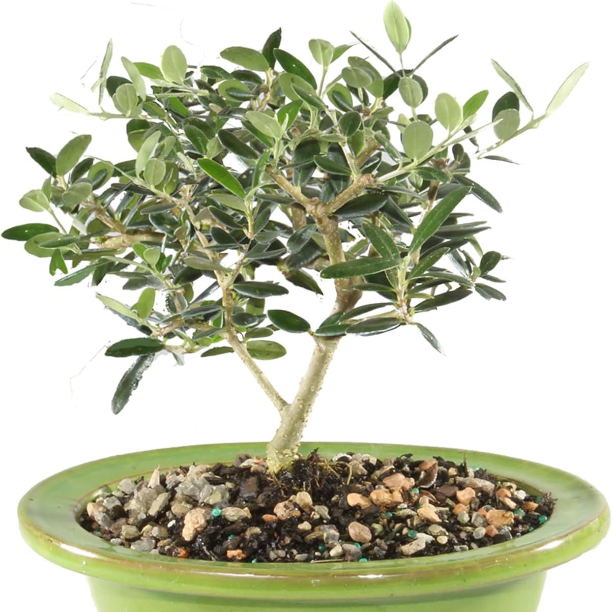 Brussel&#039;s Bonsai Live European Olive Bonsai Tree - Small, 4 to 8 In- Live Bonsai in Ceramic Bonsai Pot