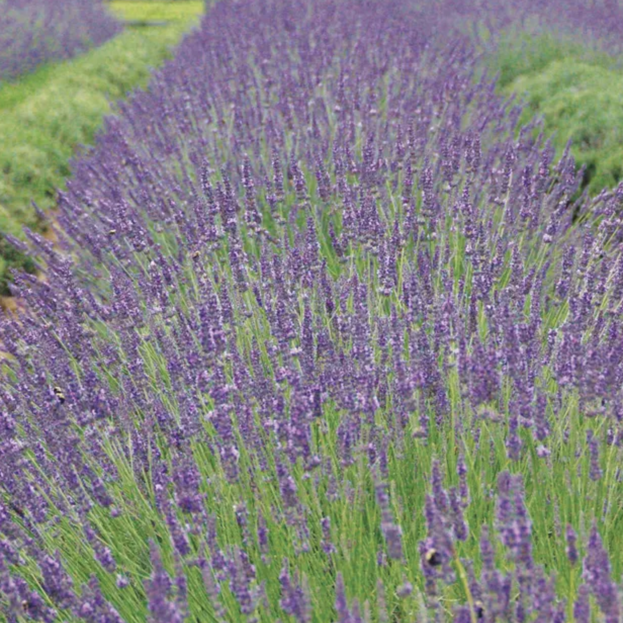 Phenomenal Lavender