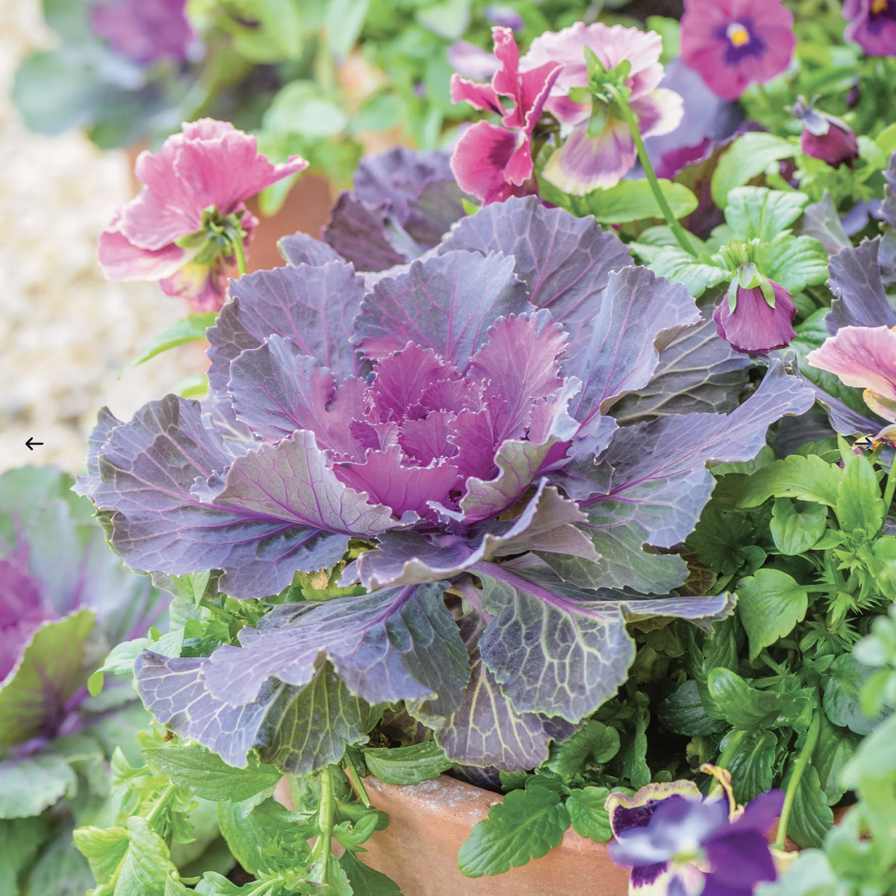 Song Bird Red Ornamental Kale