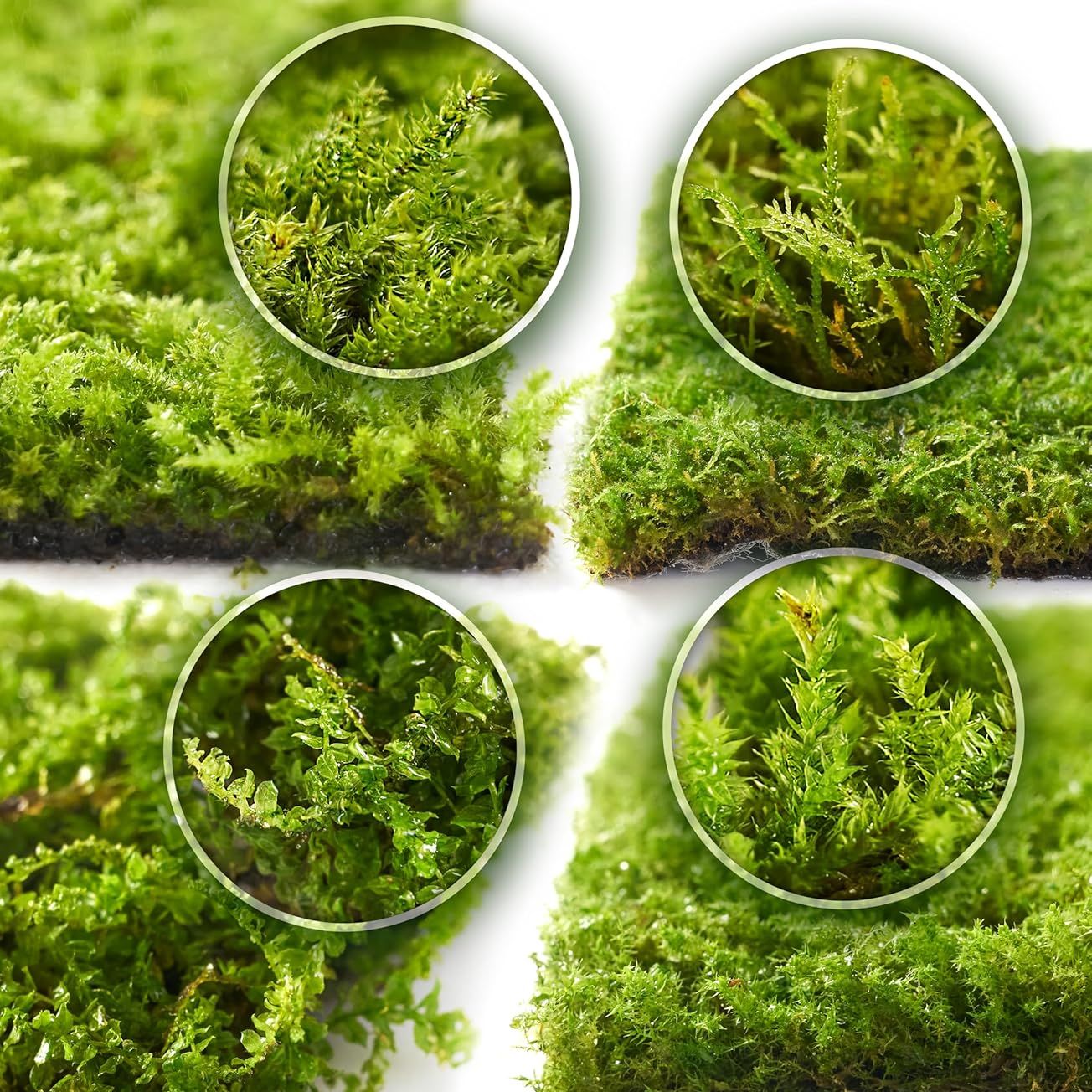 Live Moss 4-Pack (each 3.5&quot;x7&quot;) &amp;ndash; Real Mixed Moss for Terrariums, Reptile Habitats, Fairy Gardens &amp;amp; Potted Plants &amp;ndash; 4 Random Varieties, Easy to Revive, Natural Green Decor