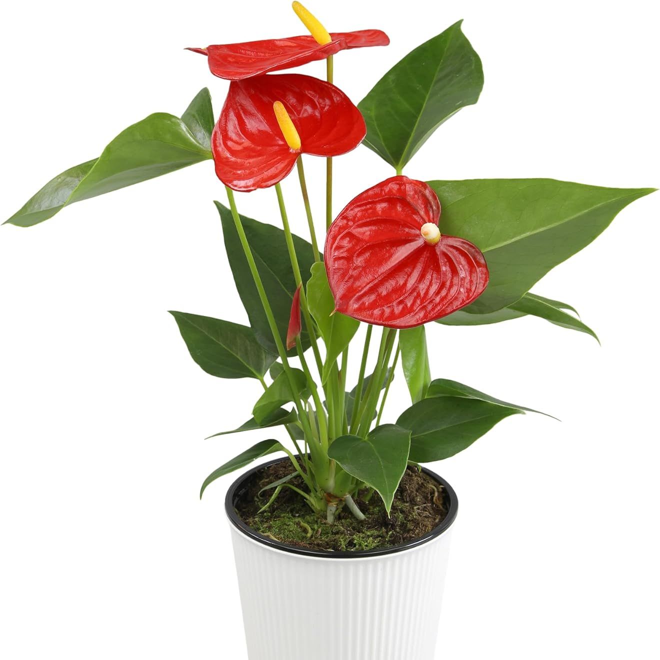 Altman Plants Red Anthurium Live Plant Decor in 4 Inch White Plastic Plant Pot, Easy to Grow Desk Plant, Easy Plant Gift, Decorative Indoor Plant, Live Anthuriums Live Plants Grown in Potting Soil Mix