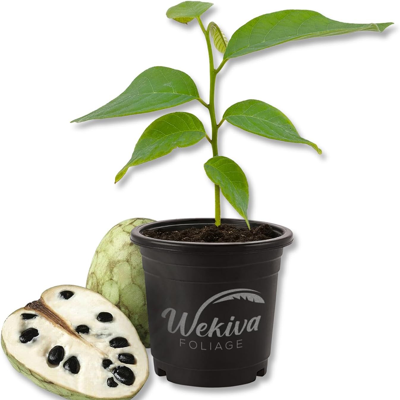 Custard Apple Tree - Cherimoya - Live Plant in a 4 Inch Growers Pot - Annona Cherimola - Beautiful Edible Fruit Bearing Tree for Patio or Garden