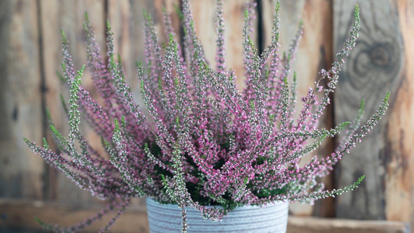 How to grow and care for winter heather: an expert guide | Homes and Gardens