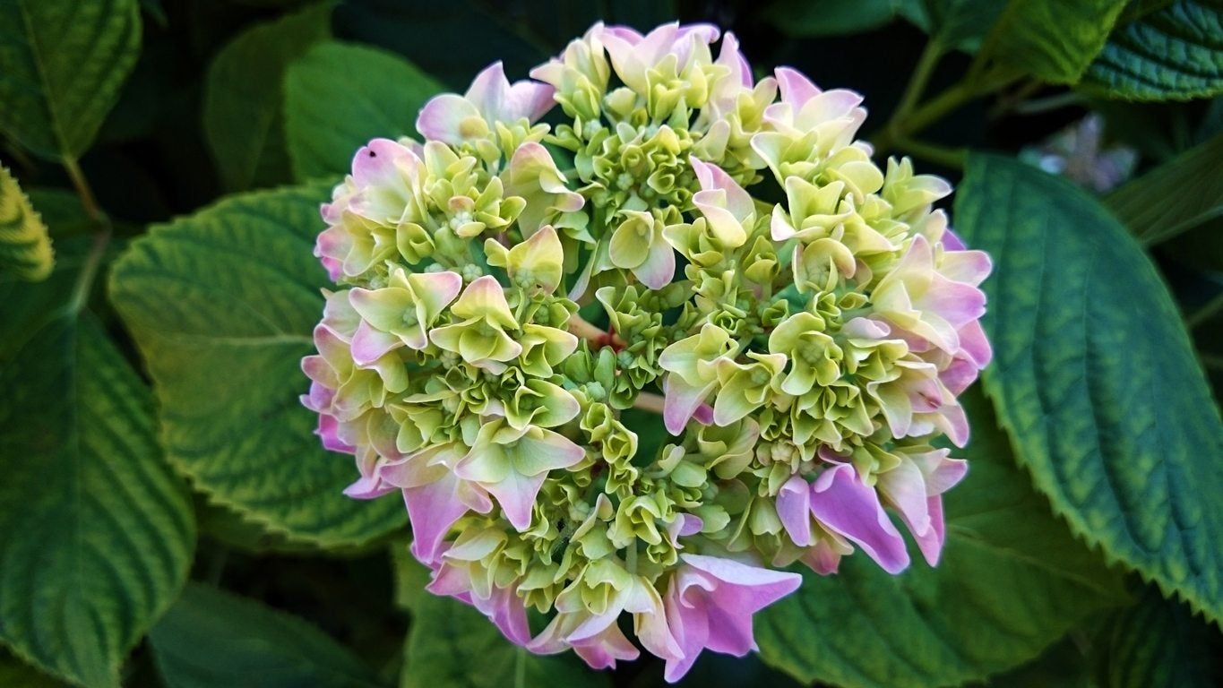 その他 hydrangea0223 QAUZUY GARDEN 30 Vanilla Strawberry Hydrangea Seeds