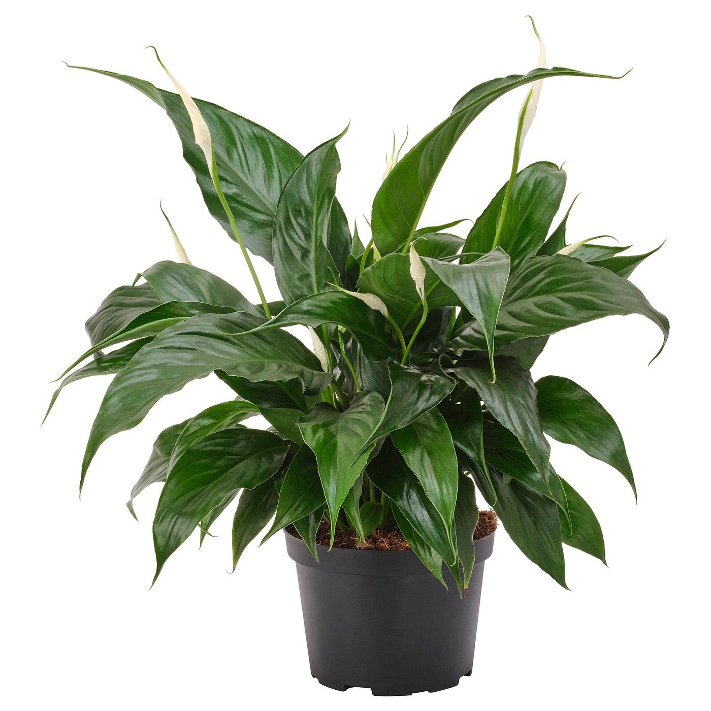 Spathiphyllum Potted Plant - Peace Lily 6 "