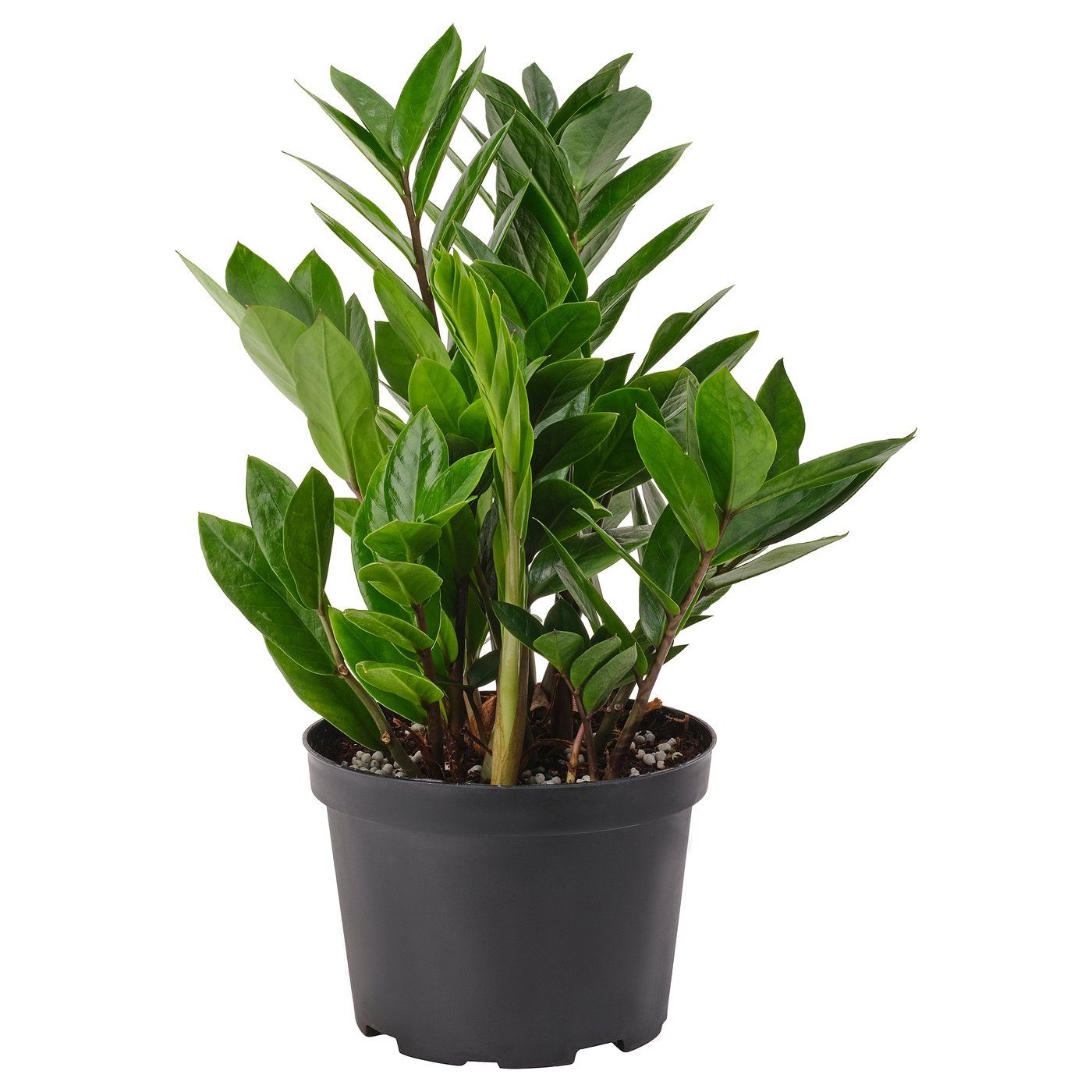 Zamioculcas Potted Plant - Aroid Palm 6 "