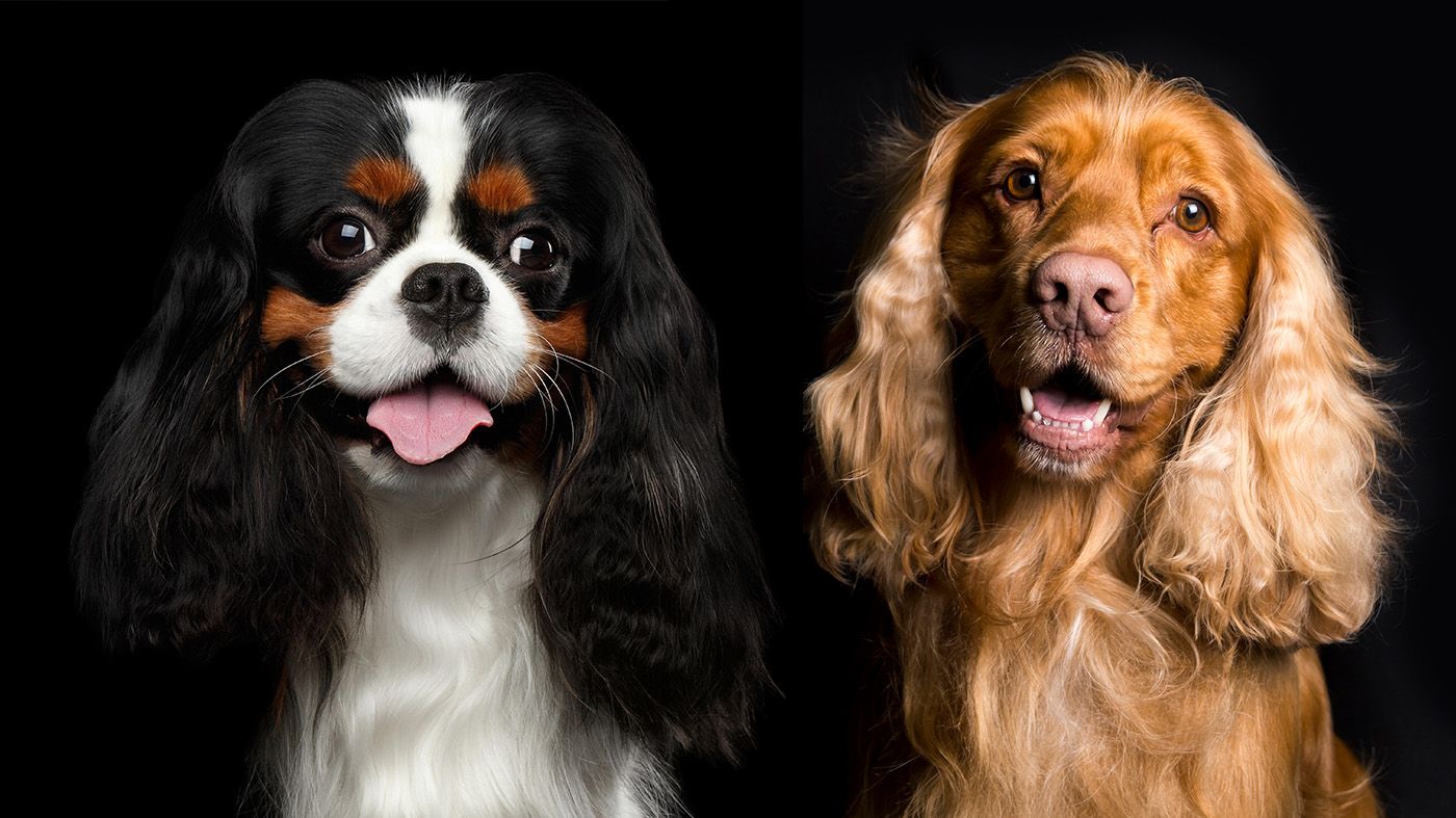 Cavalier King Charles Spaniel American Cocker Spaniel Spaniel