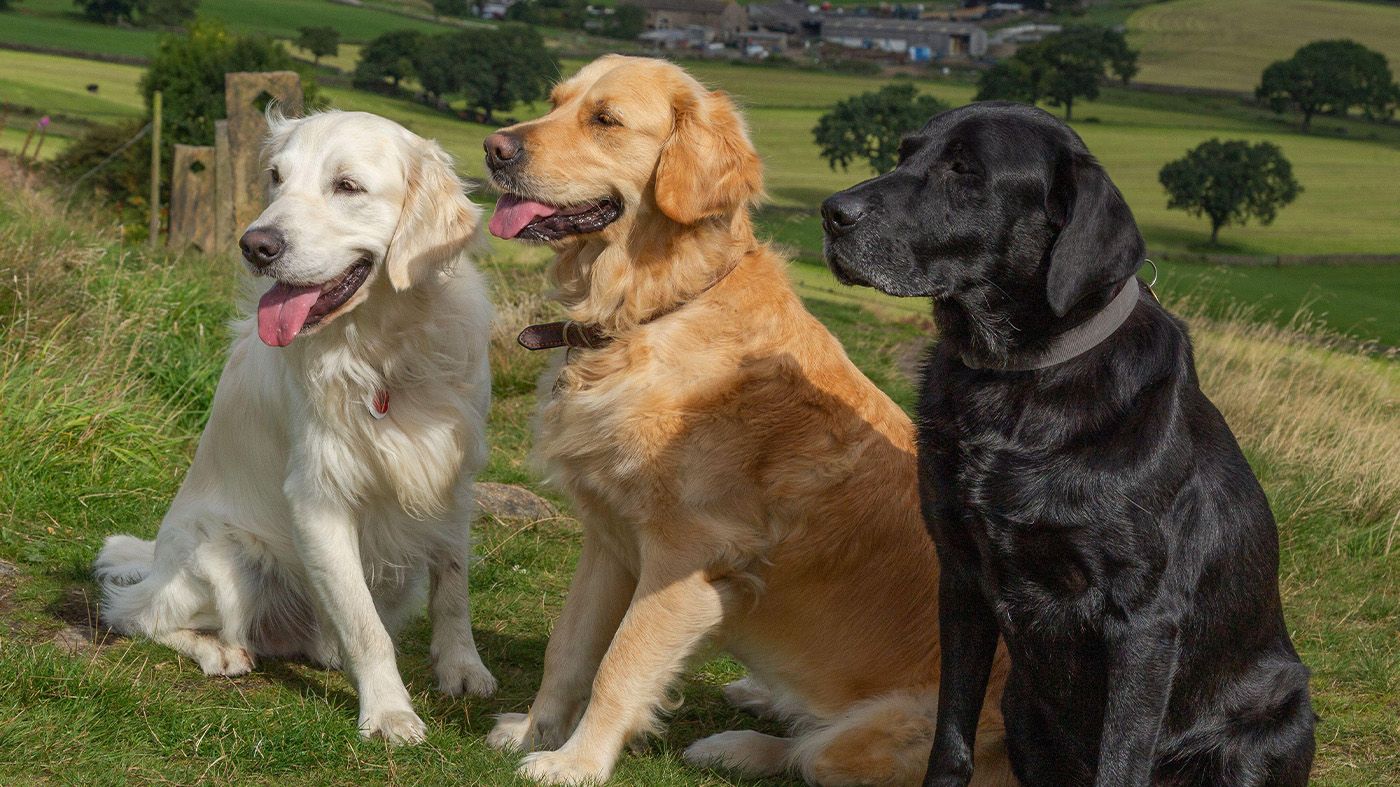 Small Golden Retriever Dog Breeds Types Of Retriever Breeds And