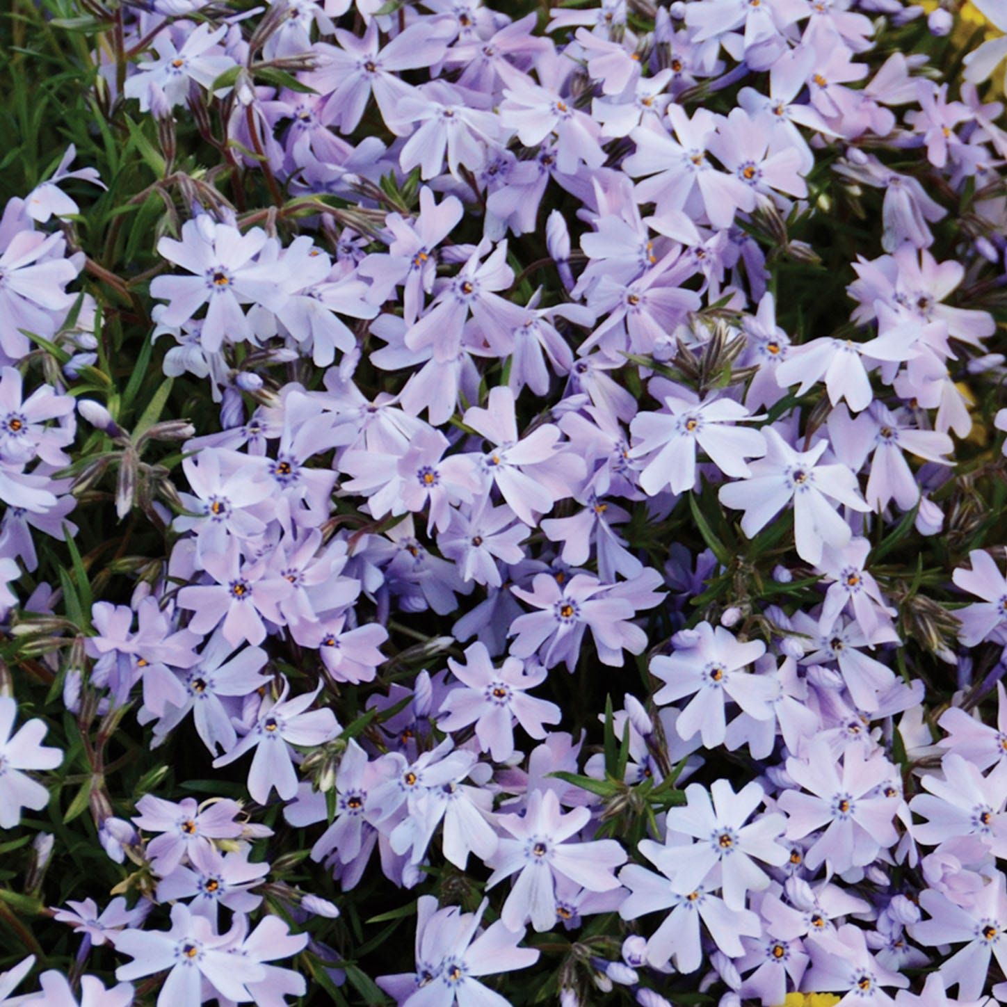 Emerald Blue Creeping Phlox Plant