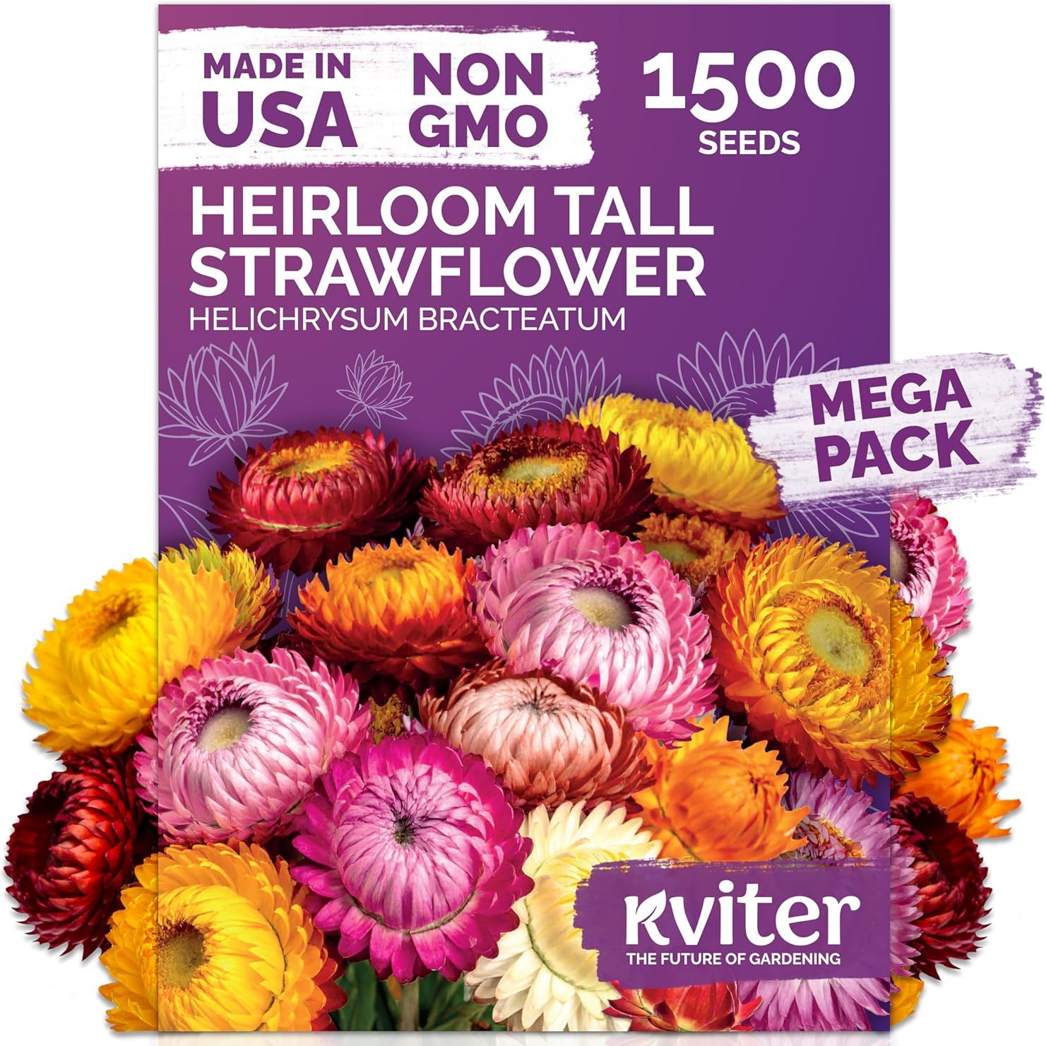Kviter 1,500 Tall Mix Strawflower Seeds for Planting (xerochrysum/helichrysum Bracteatum) &amp;mdash; Golden Everlasting Flower, Paper Daisy &amp;mdash; Ideal Organic, Heirloom Cut Flower Seeds to Plant Outside &amp;amp; Drying