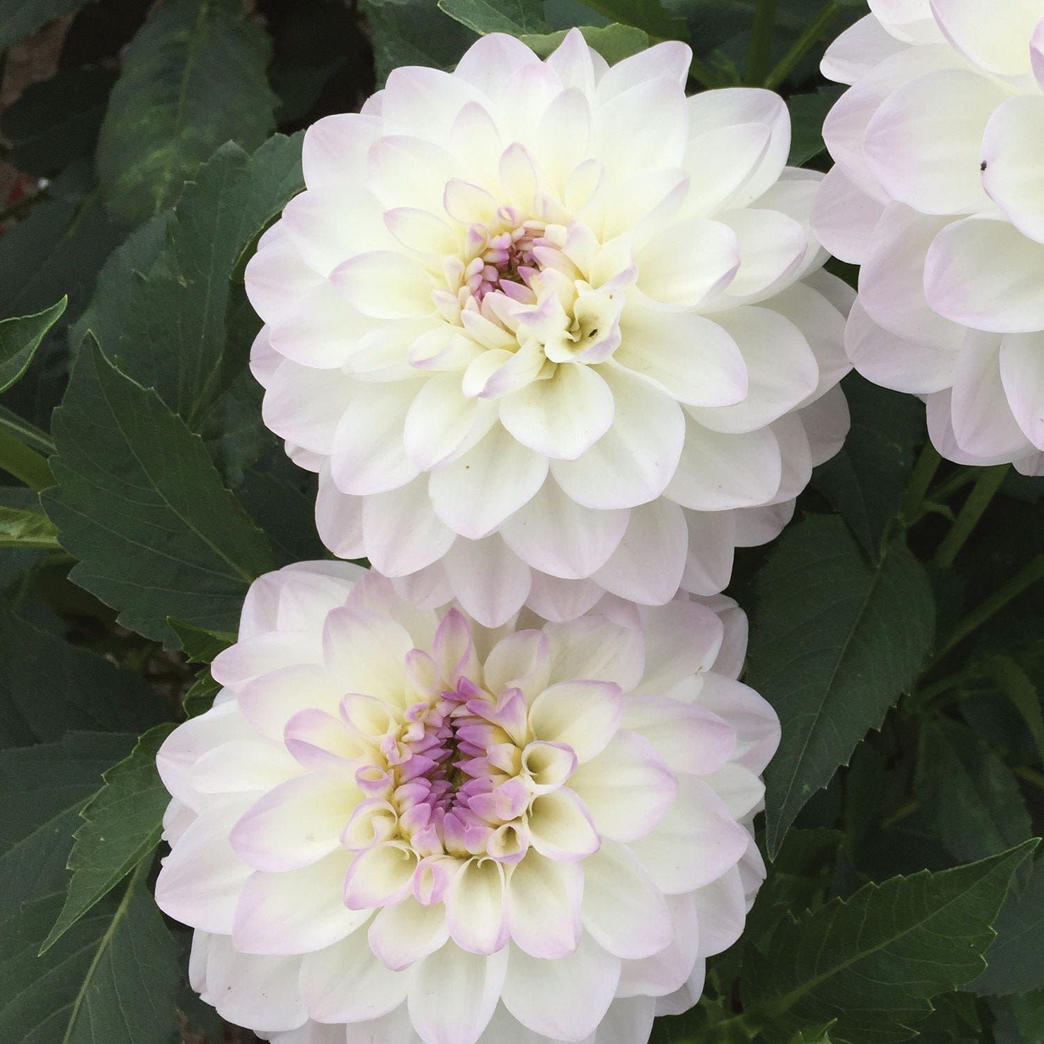 Eveline Dahlia Tubers