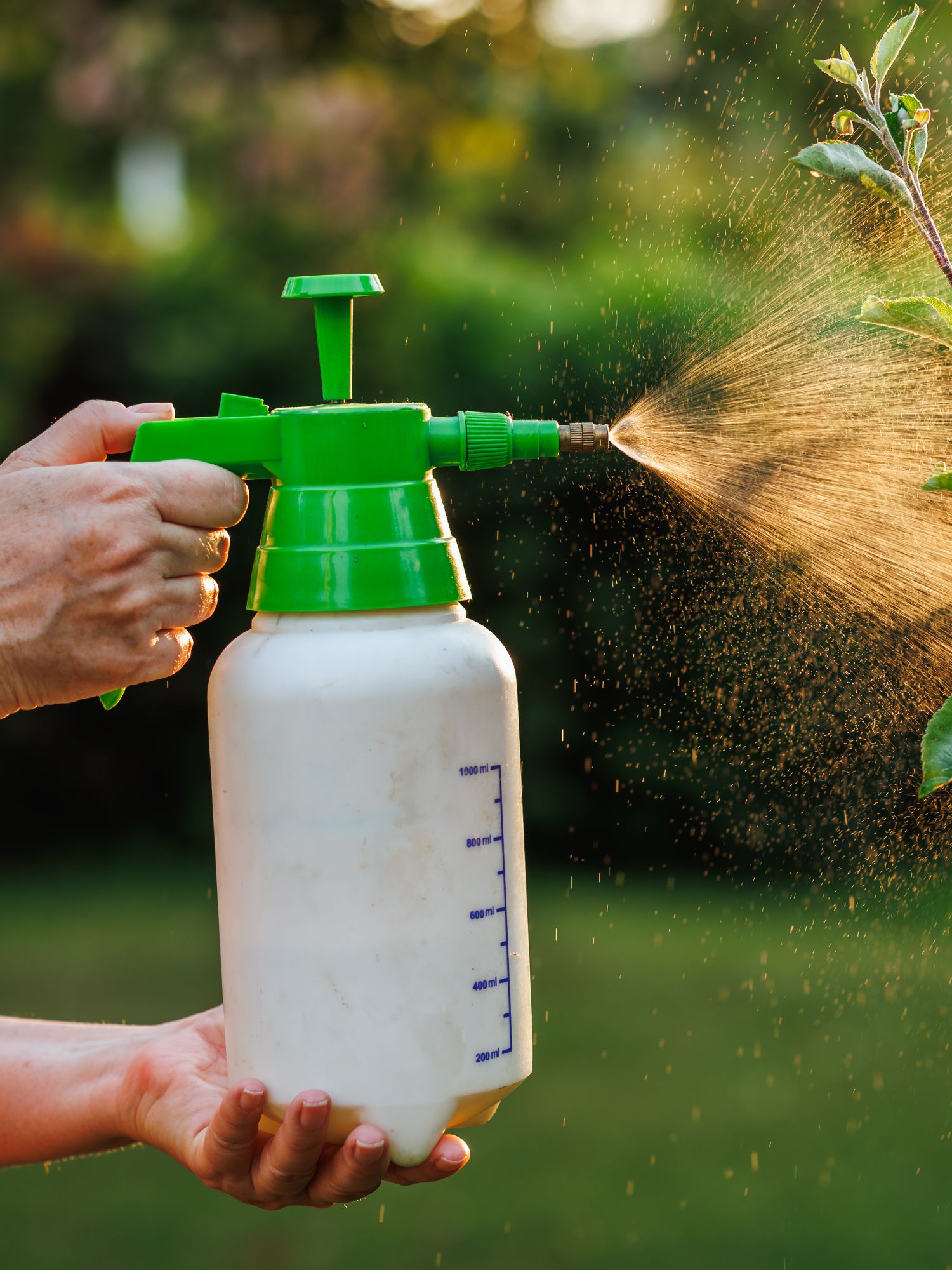 Garden pump sprayer applying a fine mist of insecticidal soap to outdoor plant foliage to control pests.