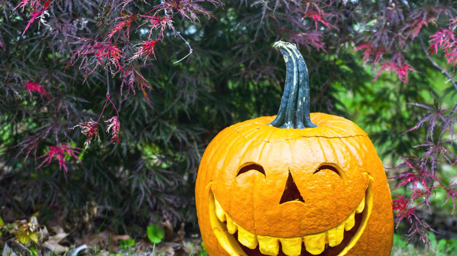 Grow Your Own Pumpkins for Halloween – Sow Now in Early June