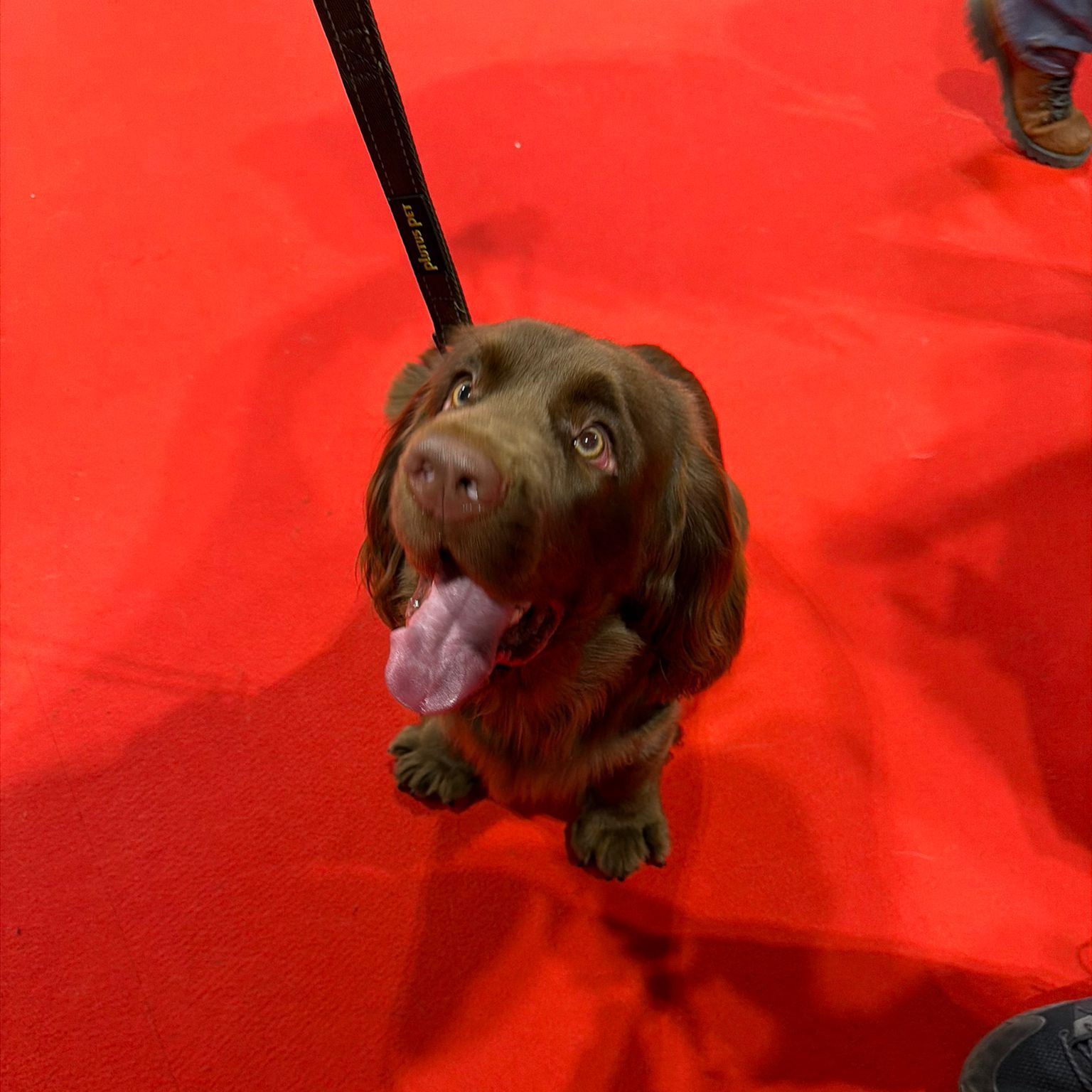Wilberforce the Sussex spaniel