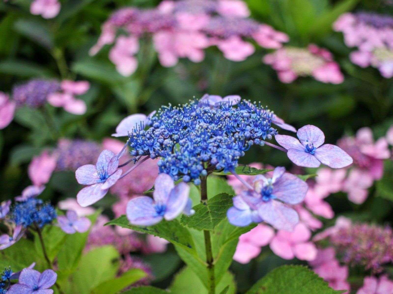 【Hydrangea】 Endless Summer® Pop Star Hydrangeas for Sale