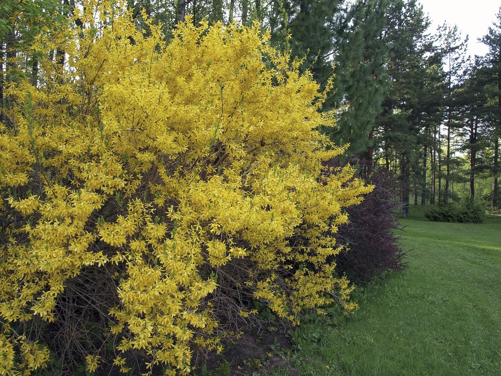 Zone 3 Bushes - Choosing And Growing Shrubs In Cold Climates