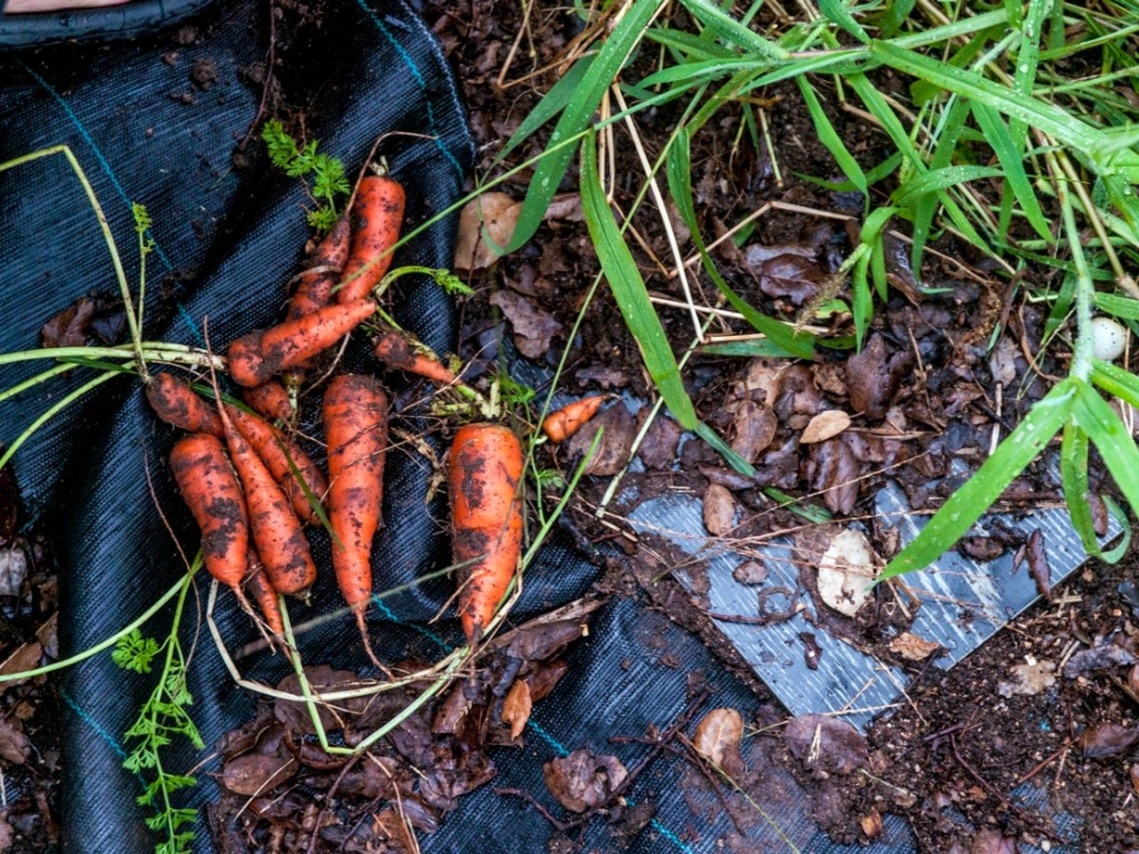 thumbnail image 2 of Baby Carrot Plug Plants - Pack Of 12 Ready-to-Plant Young Vegetable Plants 2 of 12