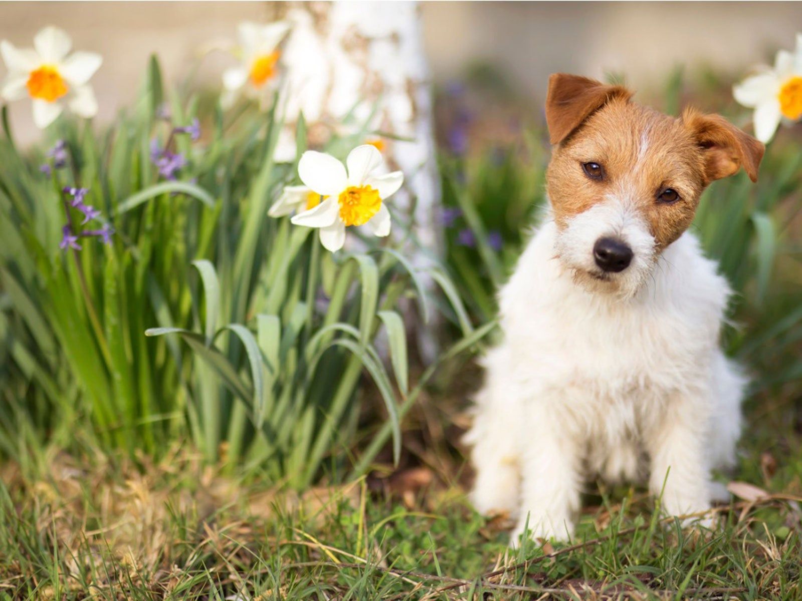 how do you keep dogs out of flower beds