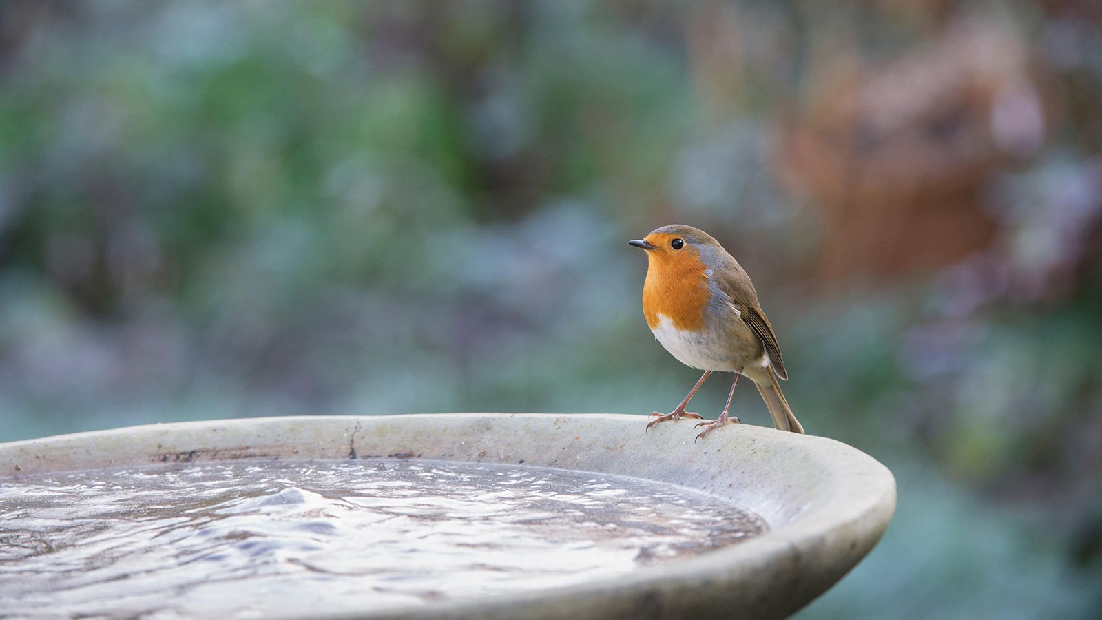 Do Hummingbirds Like Bird Baths: Discover the Truth Today!