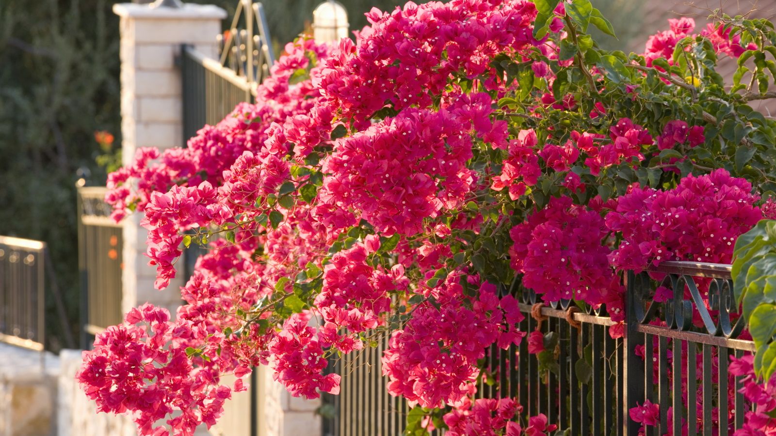 How to fertilize bougainvillea with expert advice on timing | Homes and Gardens
