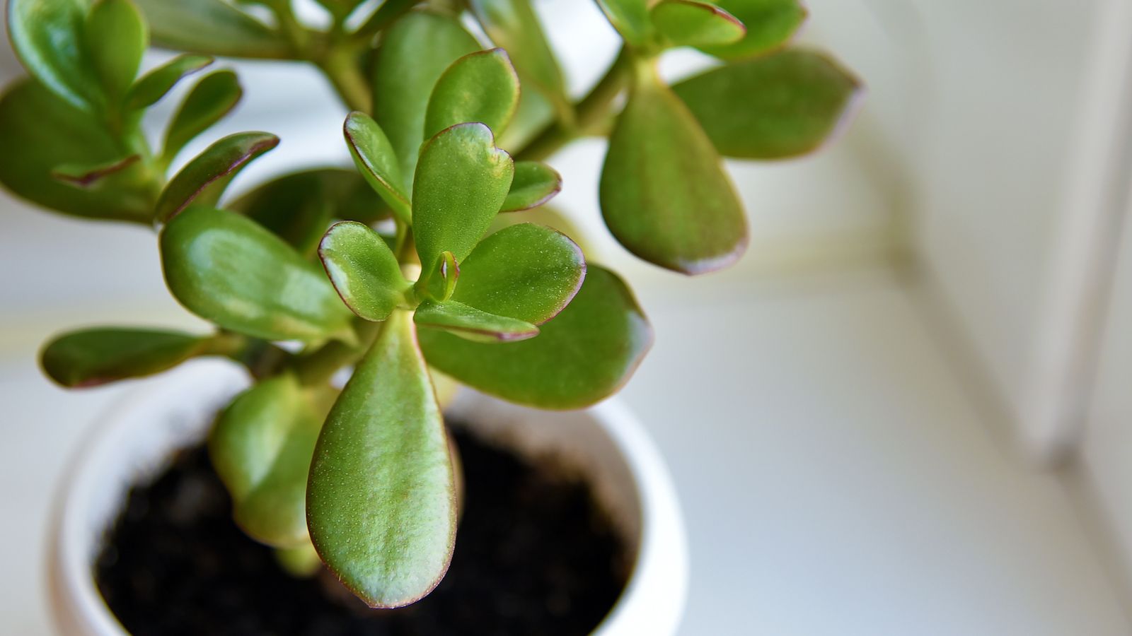 How often to water jade plants, according to a pro gardener | Real Homes