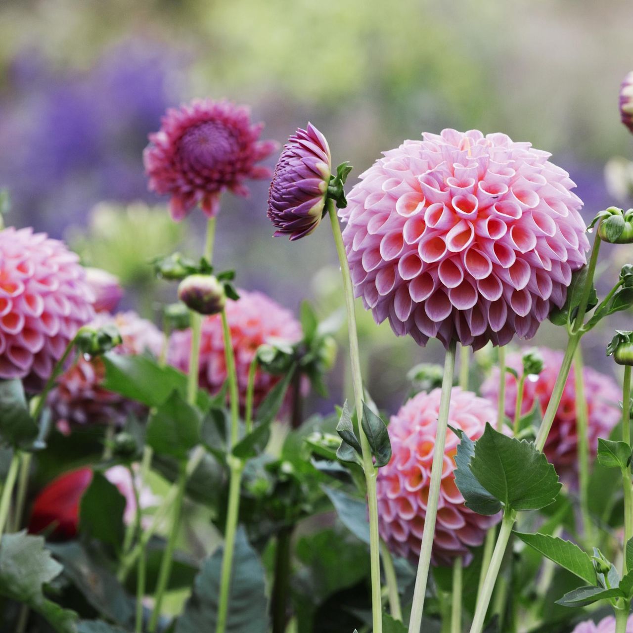 Pink globe dahlias