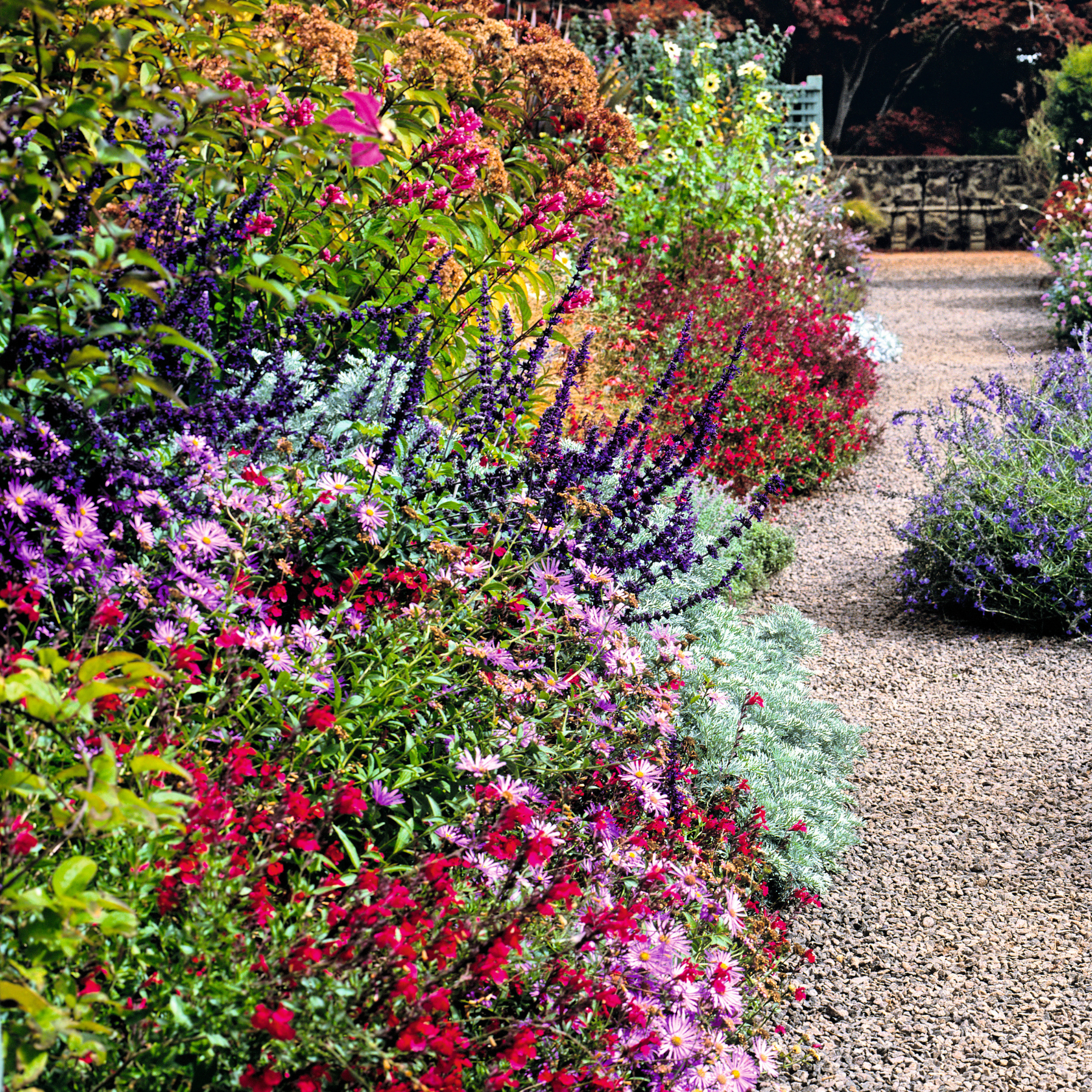 late summer borders, gravel path, salvia, aster, dahlia, eupatorium