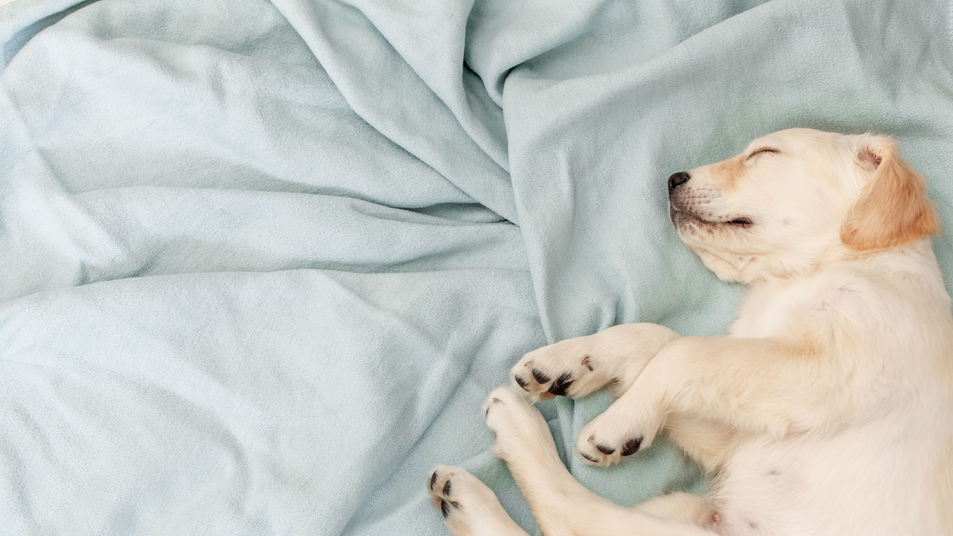 how do you stop puppies from crying at night