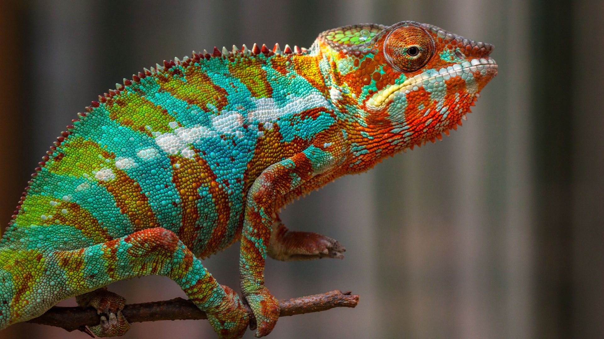 Animal Wallpapers Colorful