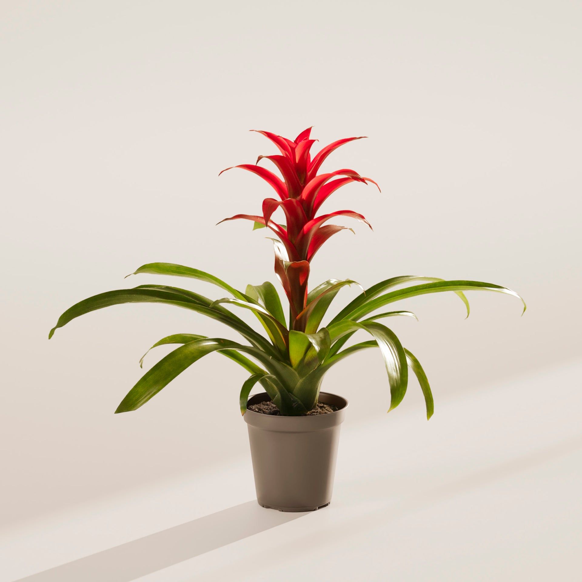 Bromeliad Guzmania - Small / Grower / Varies