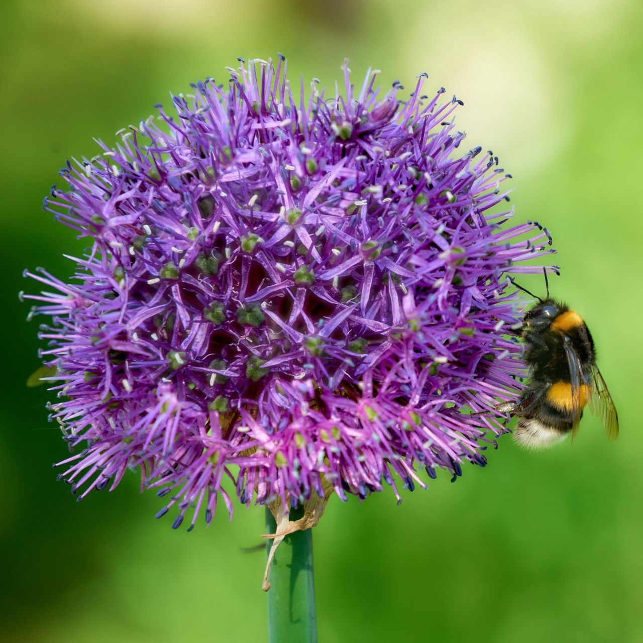 Bee feeding on purple allium flower