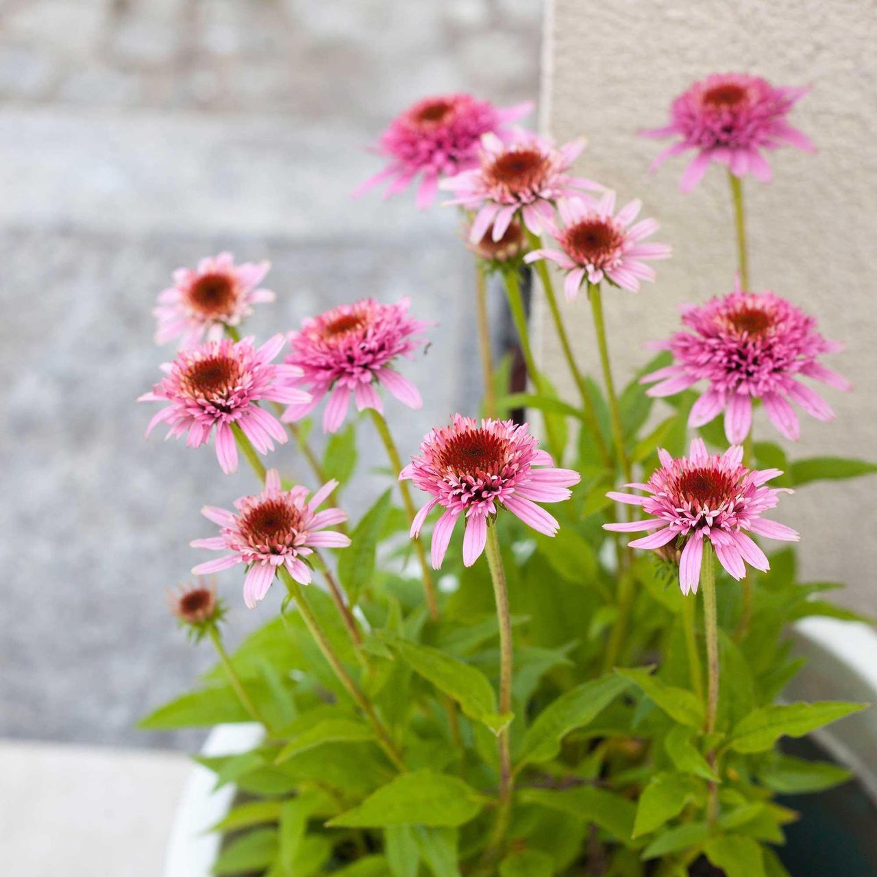 Pink Echinacea purpurea 'Butterfly Kisses' in pot