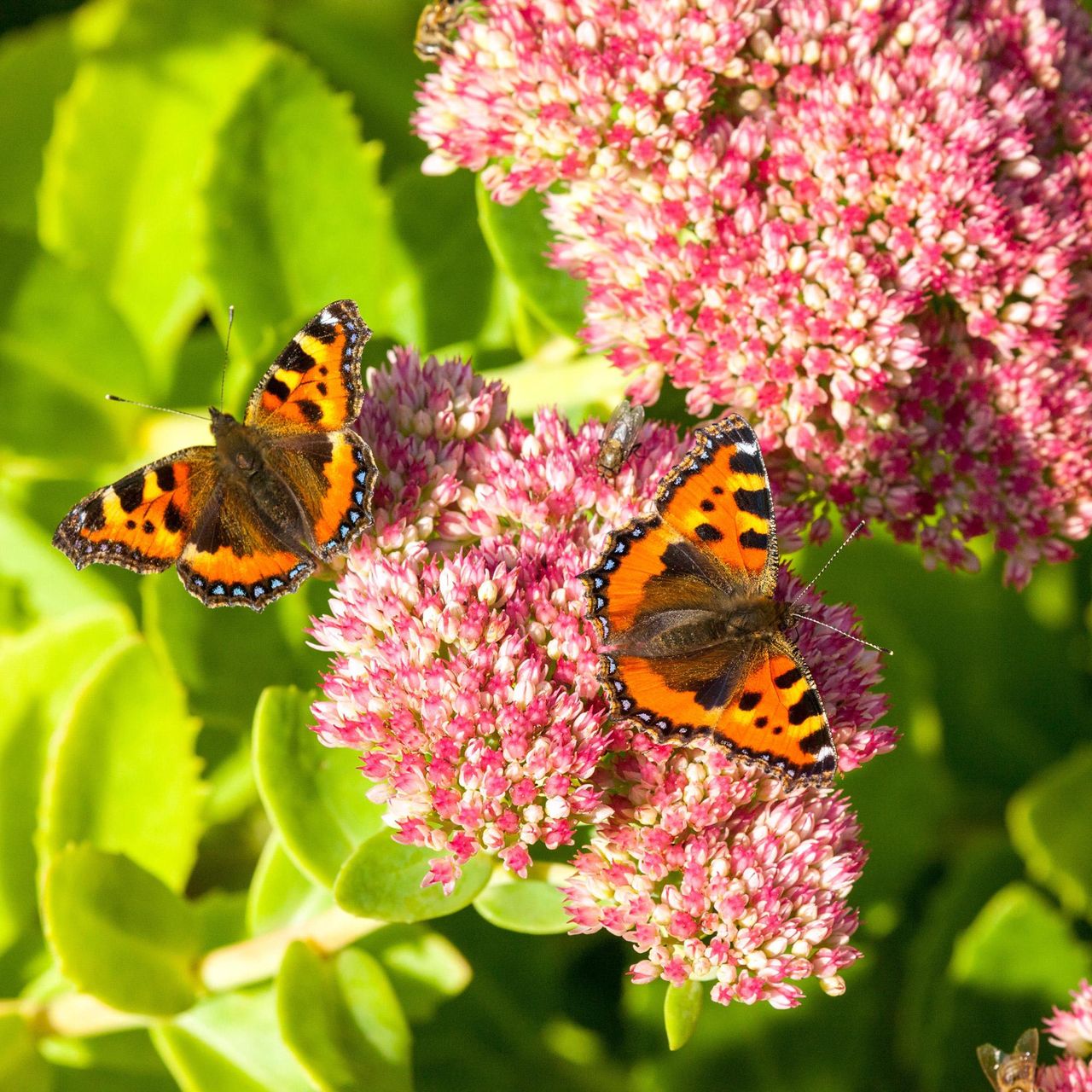 butterfly garden small tortoiseshell on flowering sedum plant