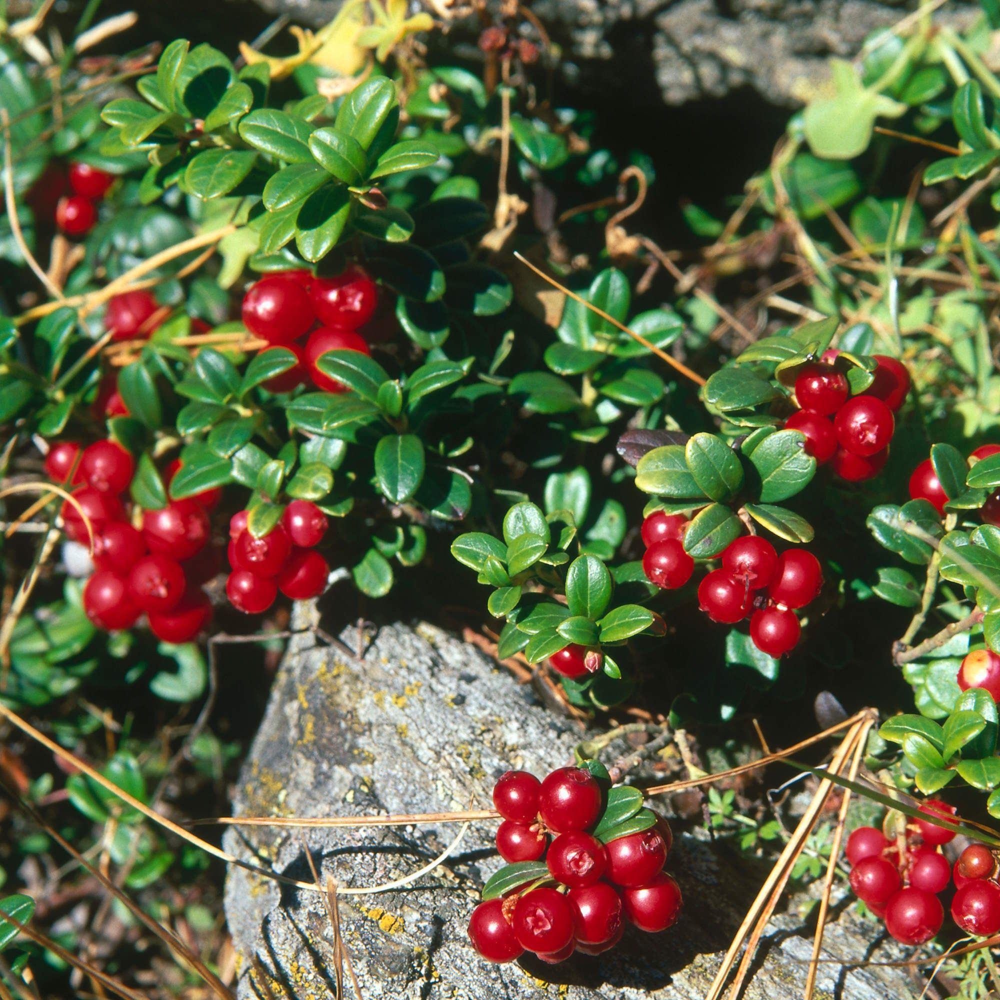 Cranberries growing on the branches of a bush