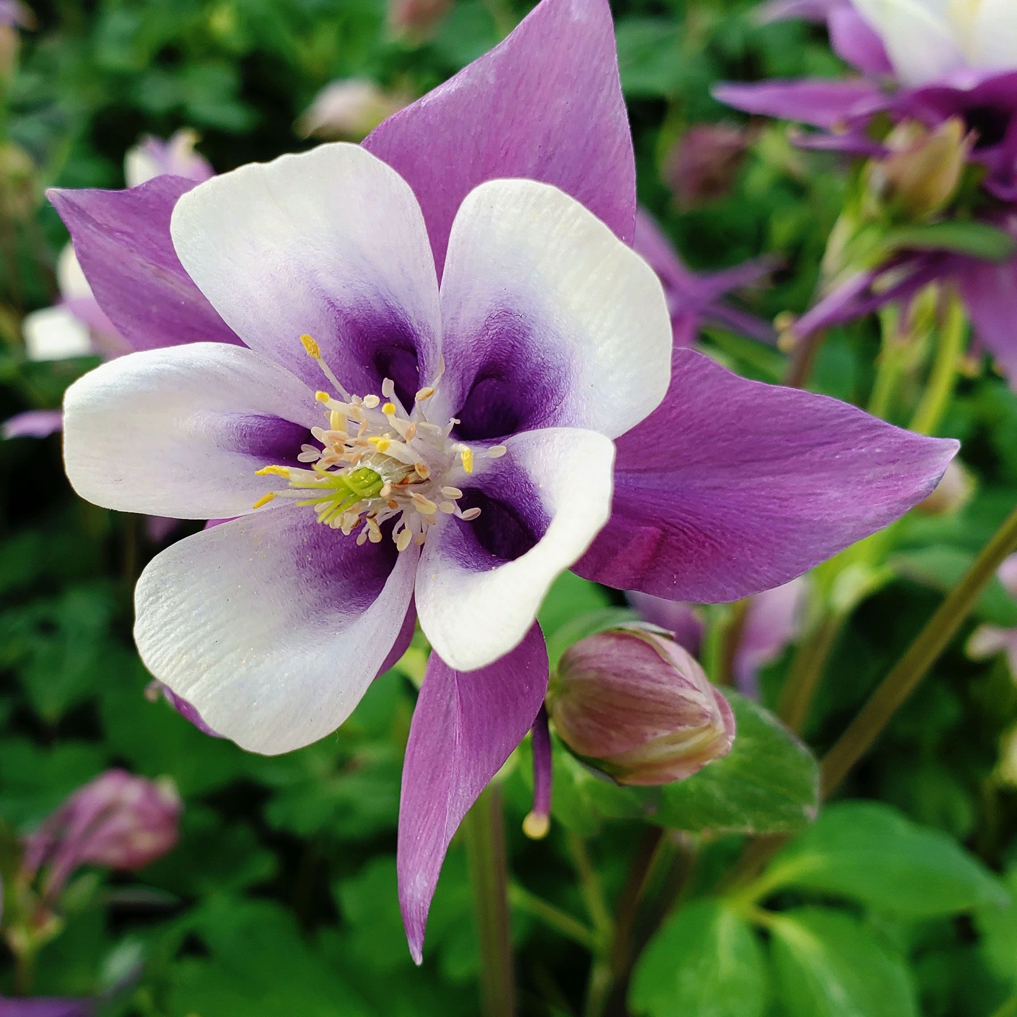 columbine plant with purple and white flowers