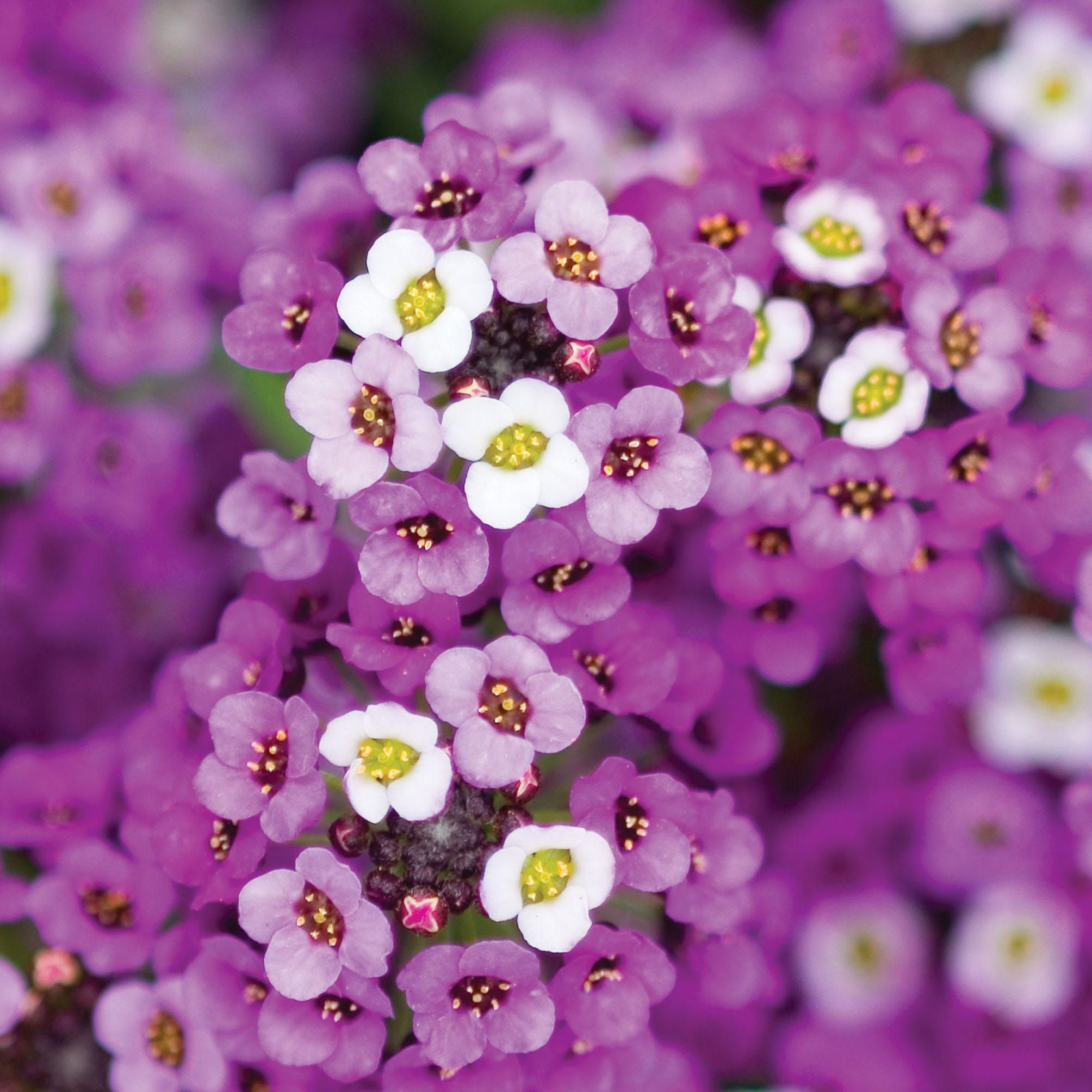 Royal Carpet Alyssum Seeds