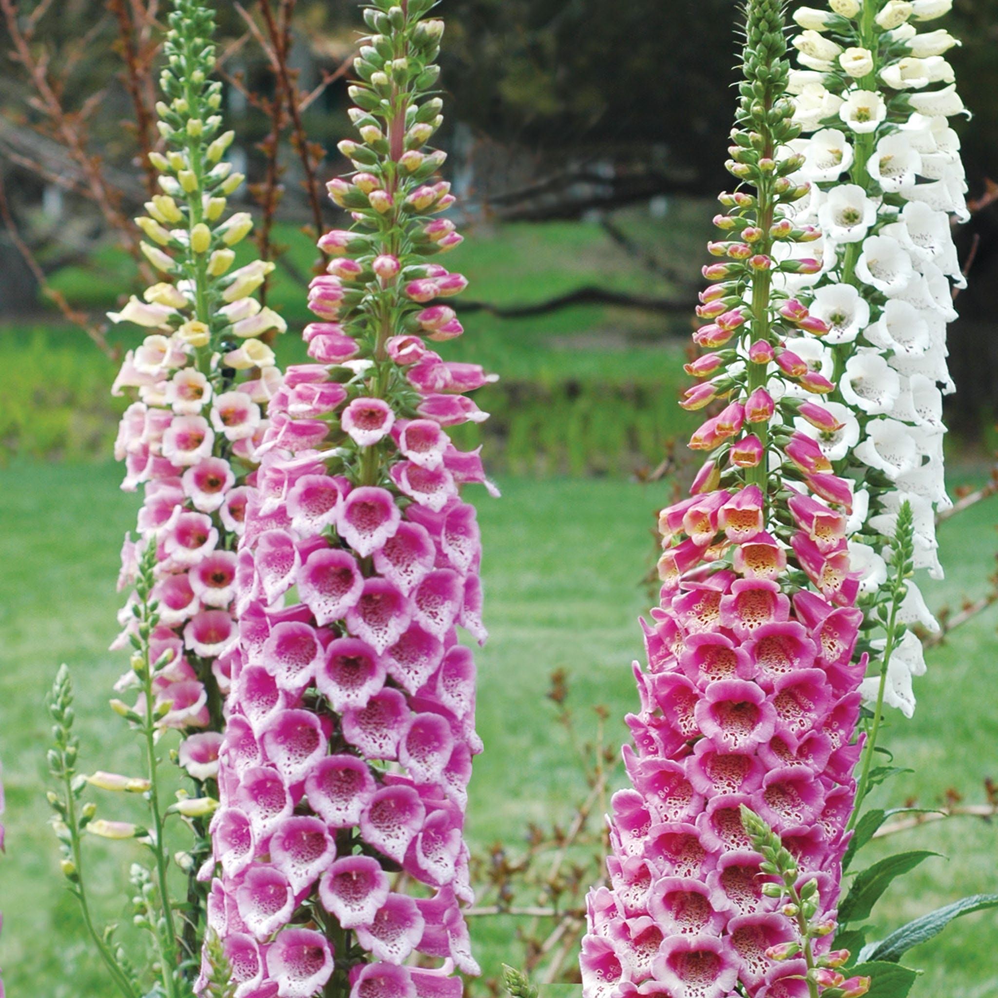 Rose Shades Foxglove Plants
