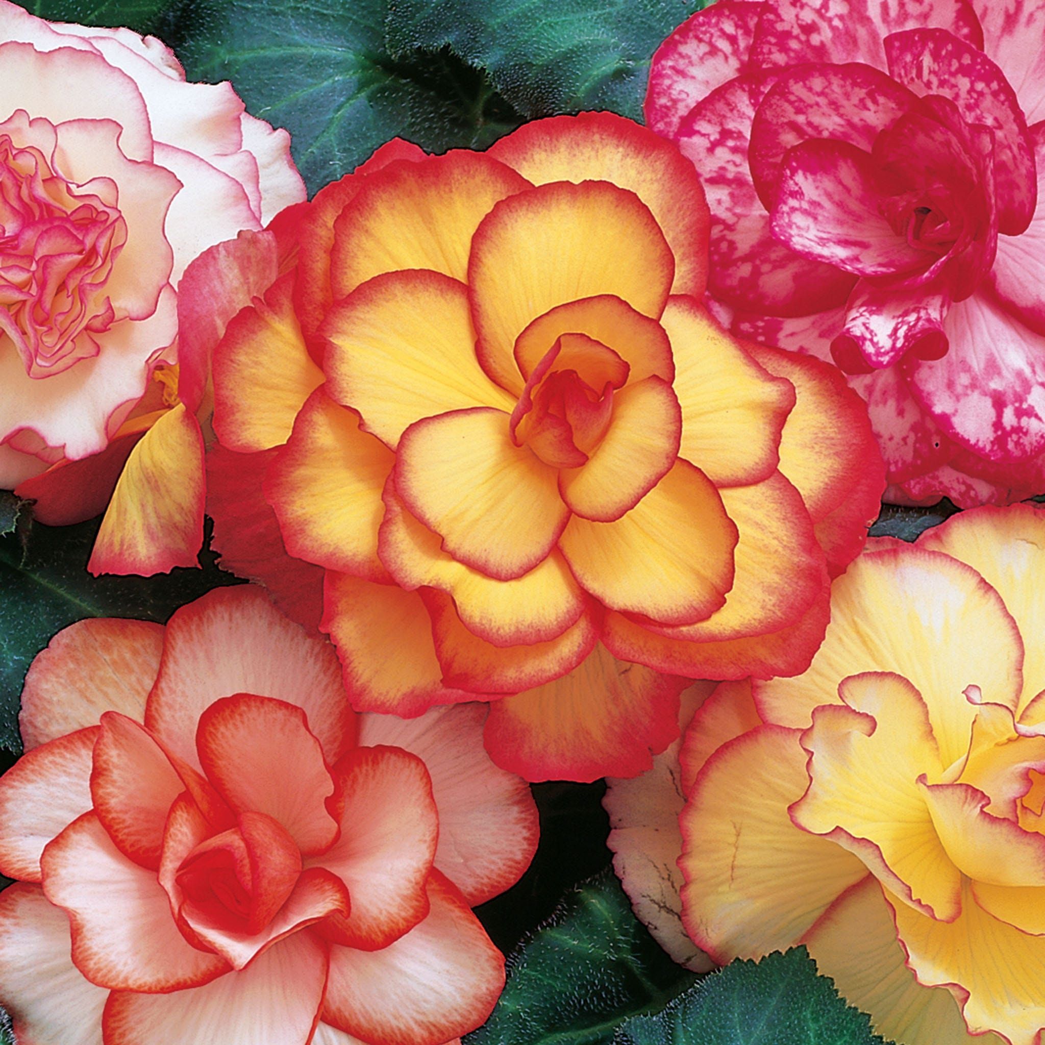 Picotee Mix Begonia Bulbs