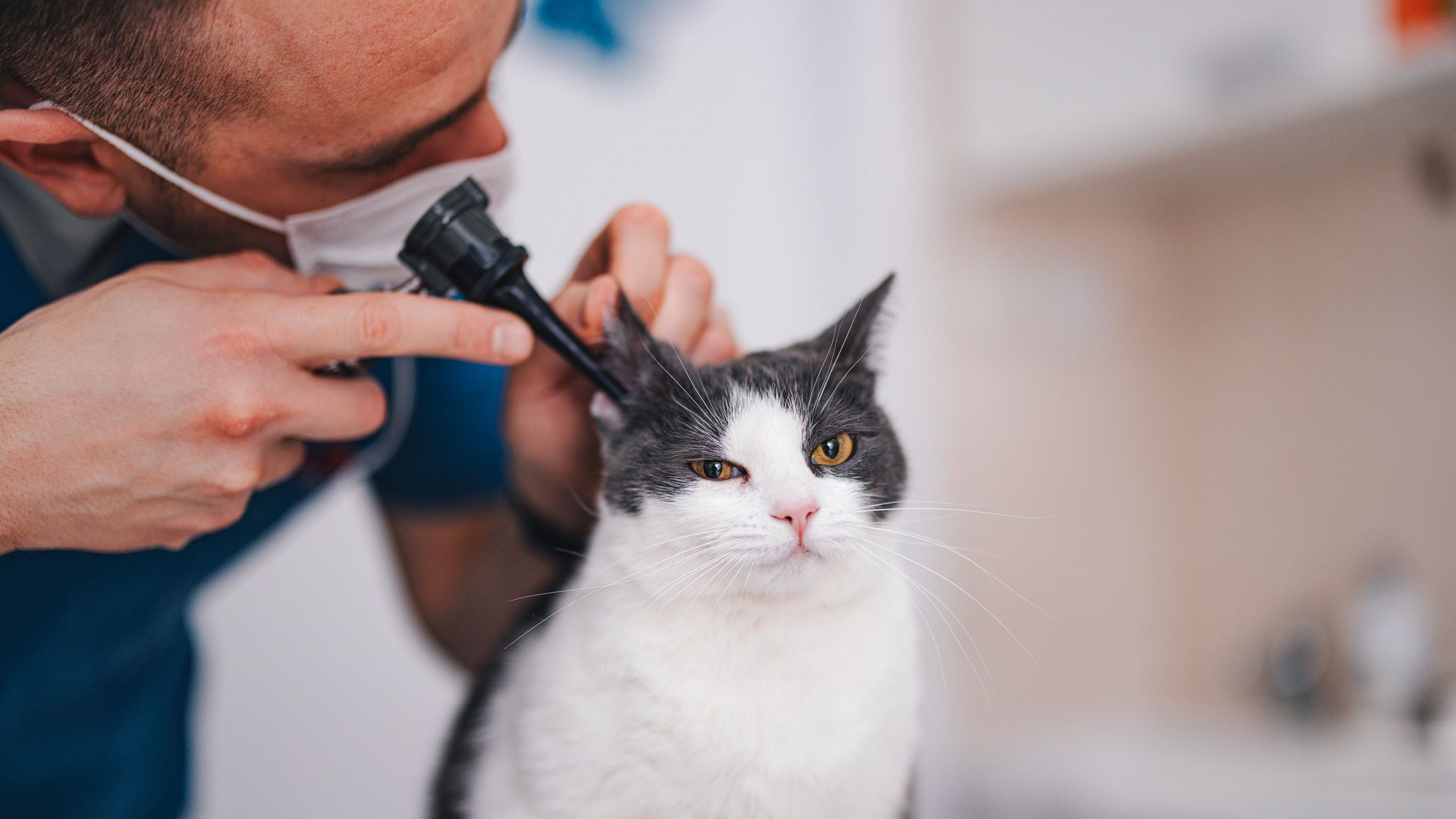 A vet examines the ears of a cat.