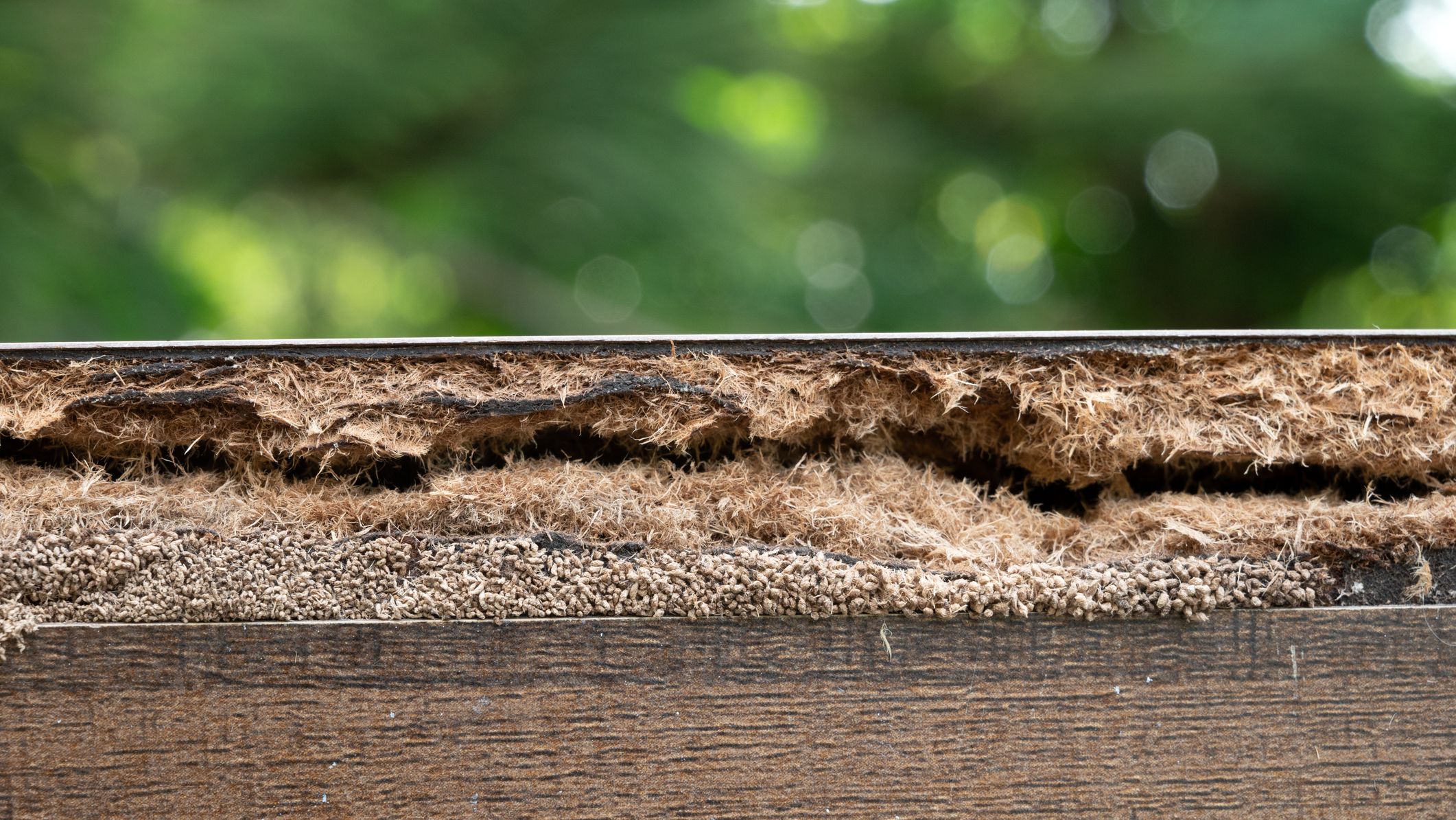 Wooden plank with signs of termite damage.
