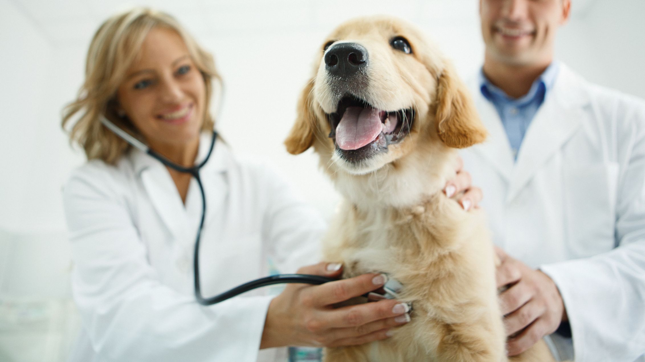 A vet listens to the heart and lungs of a dog.
